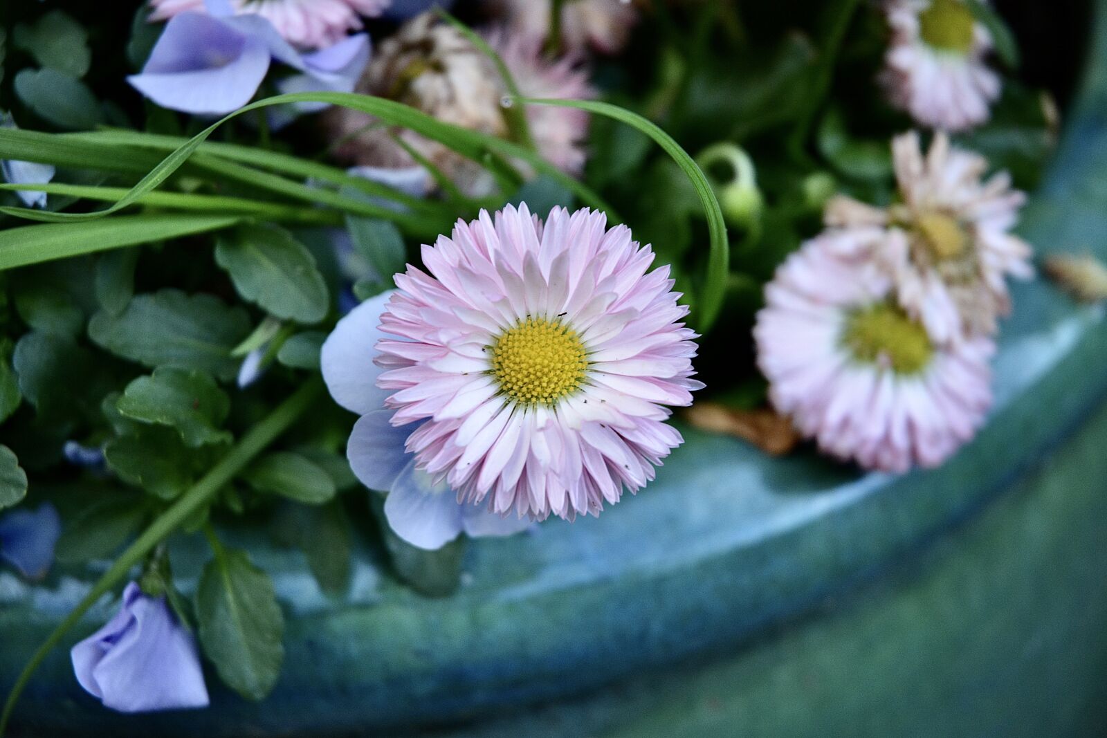 Nikon D5200 sample photo. Flower, beauty, spring photography