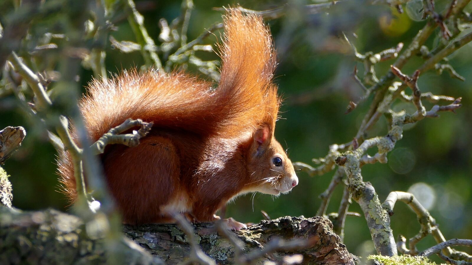Panasonic Lumix DMC-FZ1000 sample photo. Squirrel, red, rodent photography