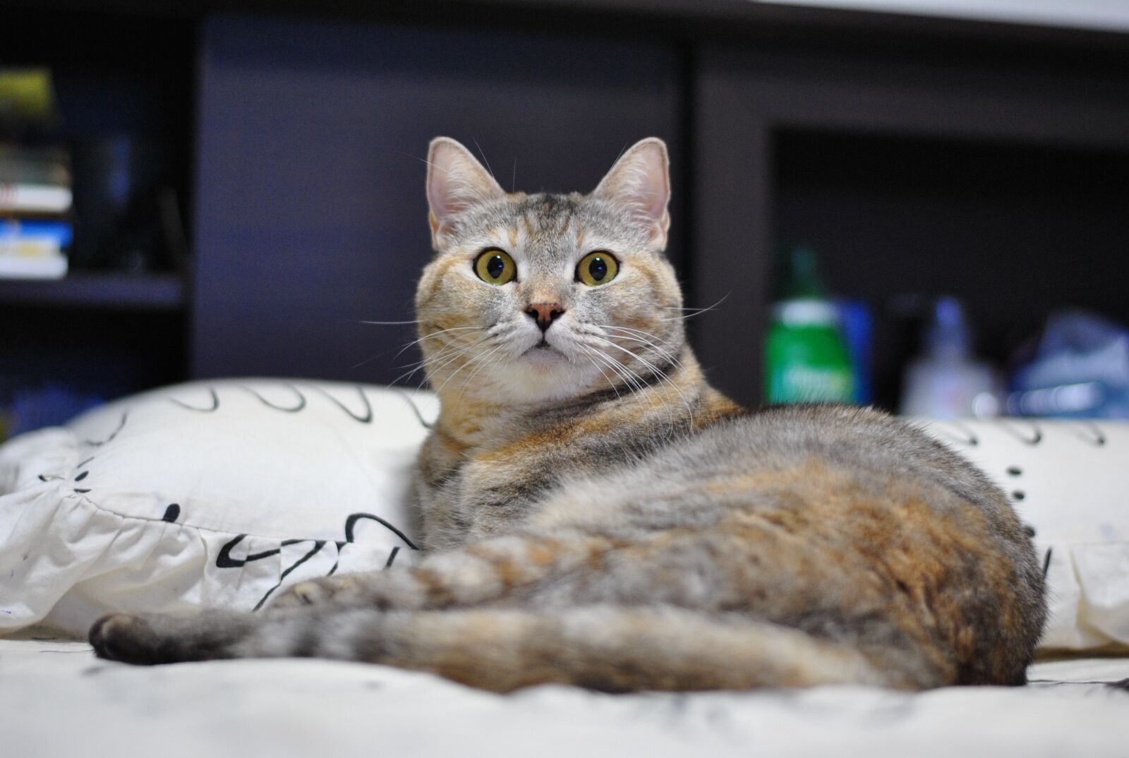 Nikon D3000 sample photo. Cat, pets, napping photography