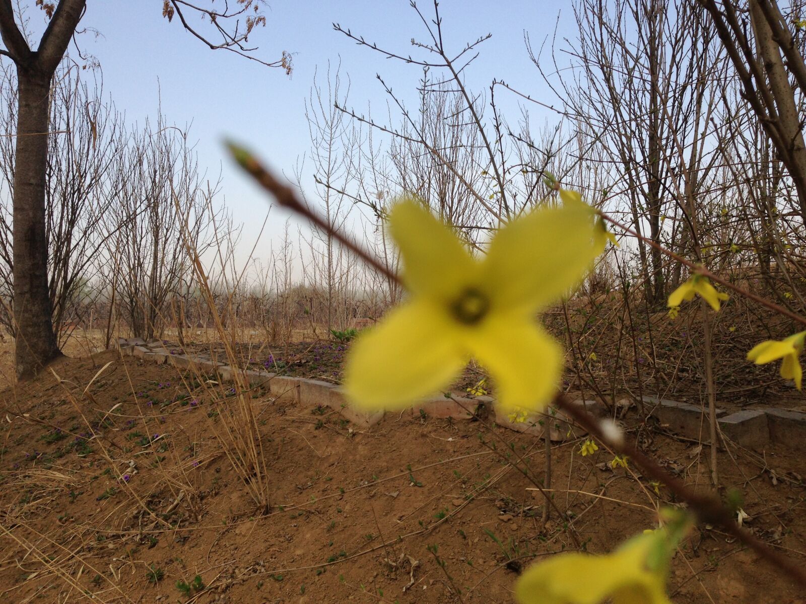 Apple iPhone 5 sample photo. Spring, yellow flower, forsythia photography