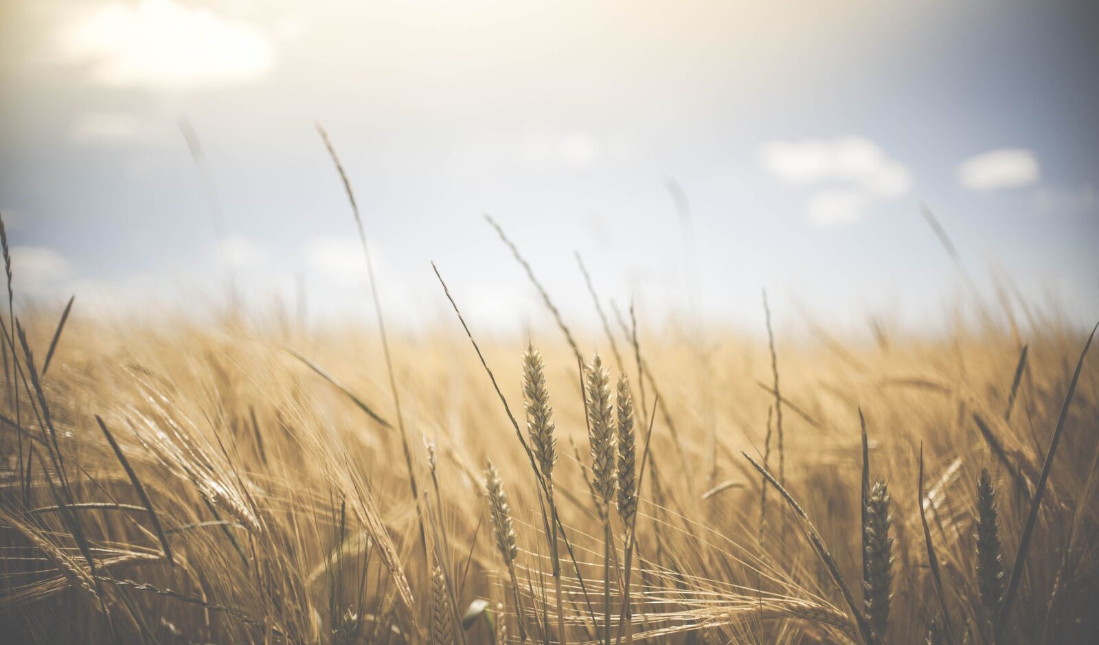 Nikon D700 sample photo. Agriculture, wheat field, wheat photography