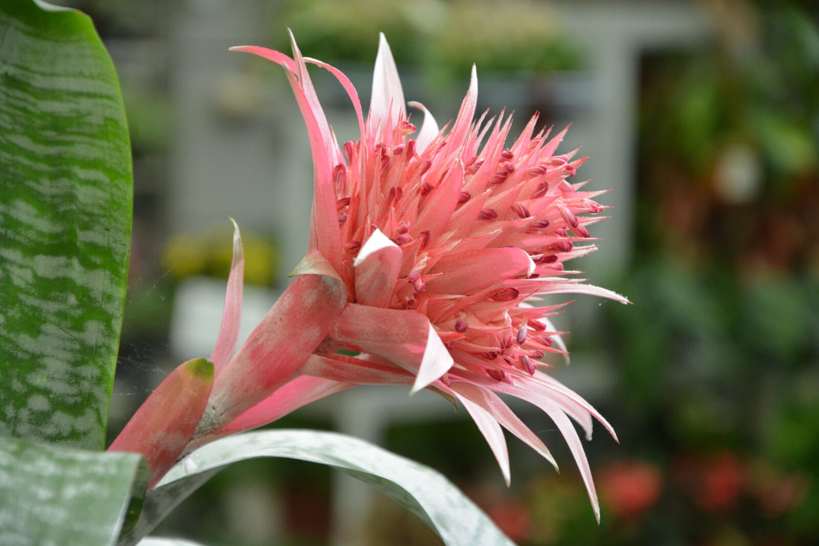 Nikon D5200 sample photo. Flower, succulent, decorated photography