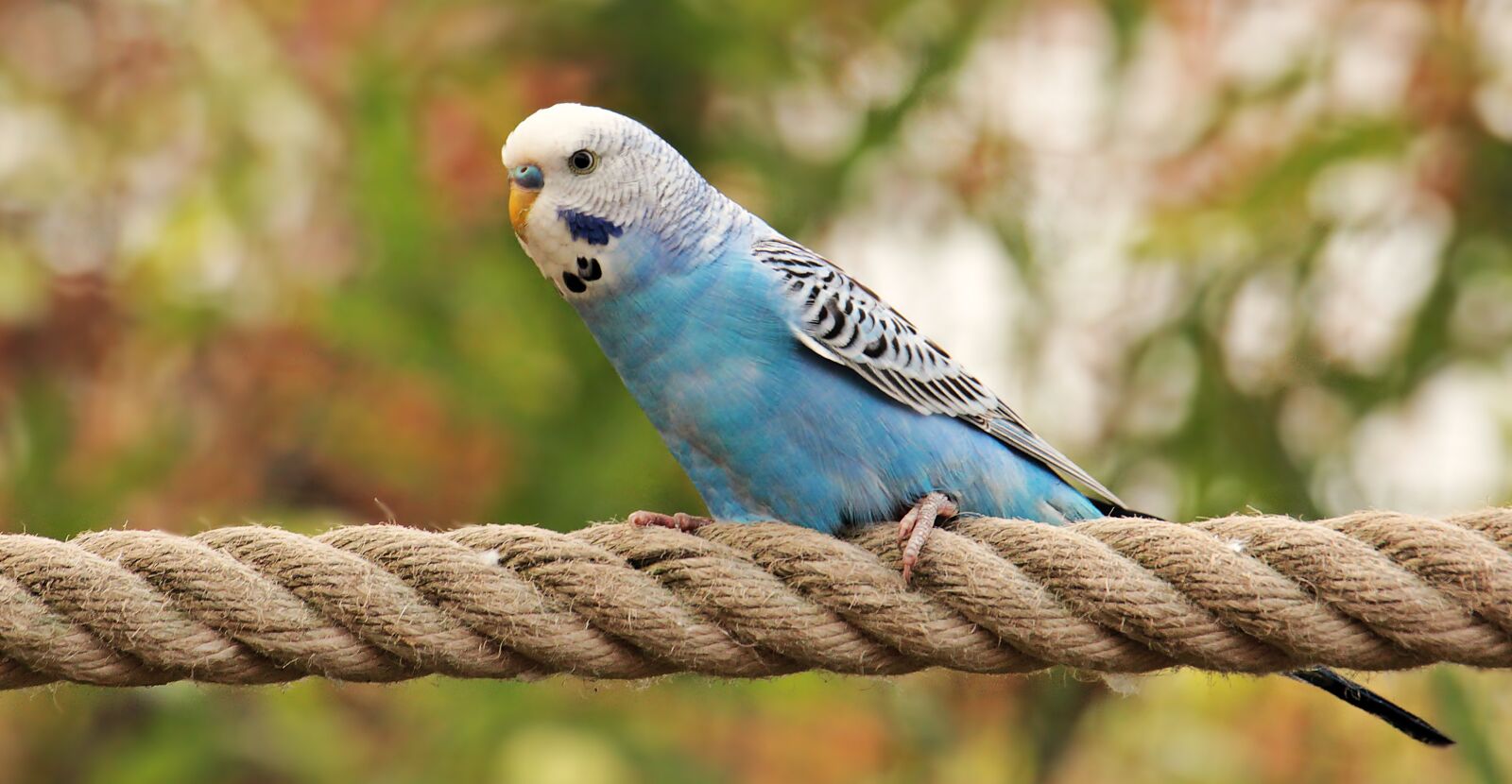 Canon EOS 550D (EOS Rebel T2i / EOS Kiss X4) sample photo. Budgie, bird, blue photography