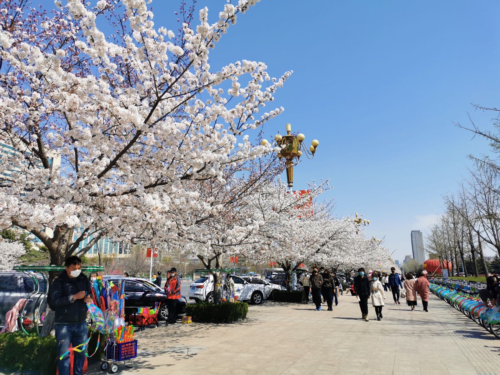 HUAWEI P30 sample photo. Cherry blossoms, april, flowers photography