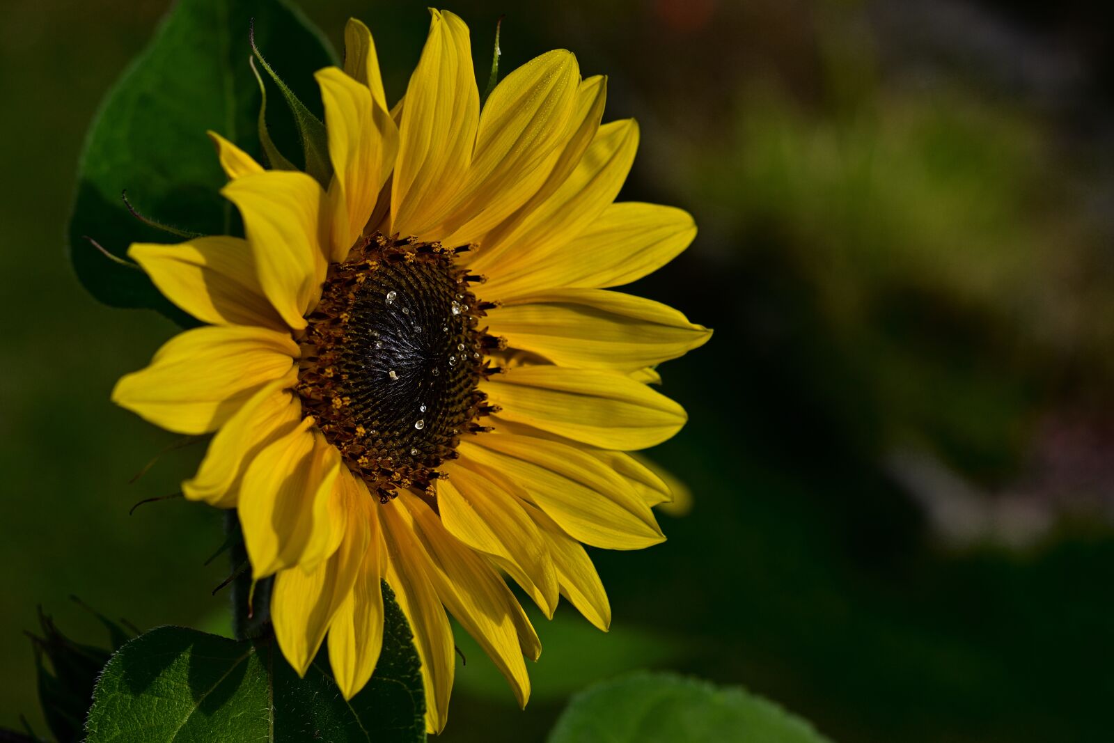 Nikon D5200 sample photo. Nature, sunflower, blossom photography