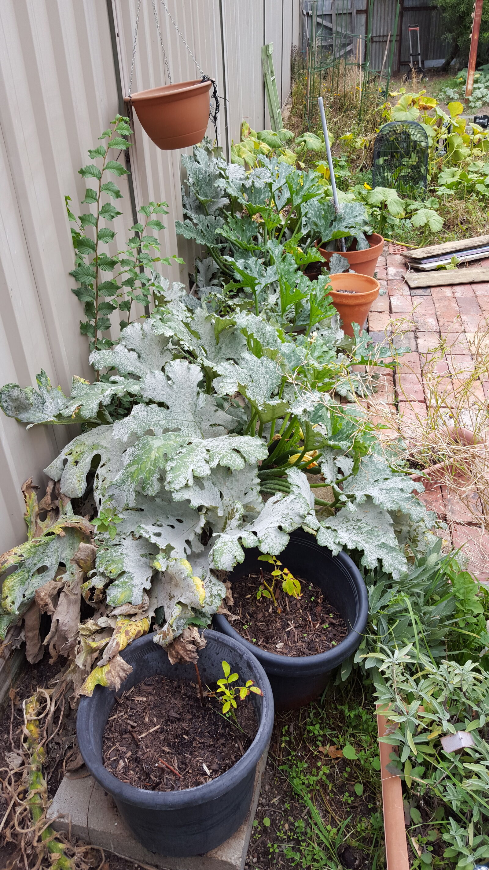 Samsung Galaxy S6 sample photo. Backyard, garden photography