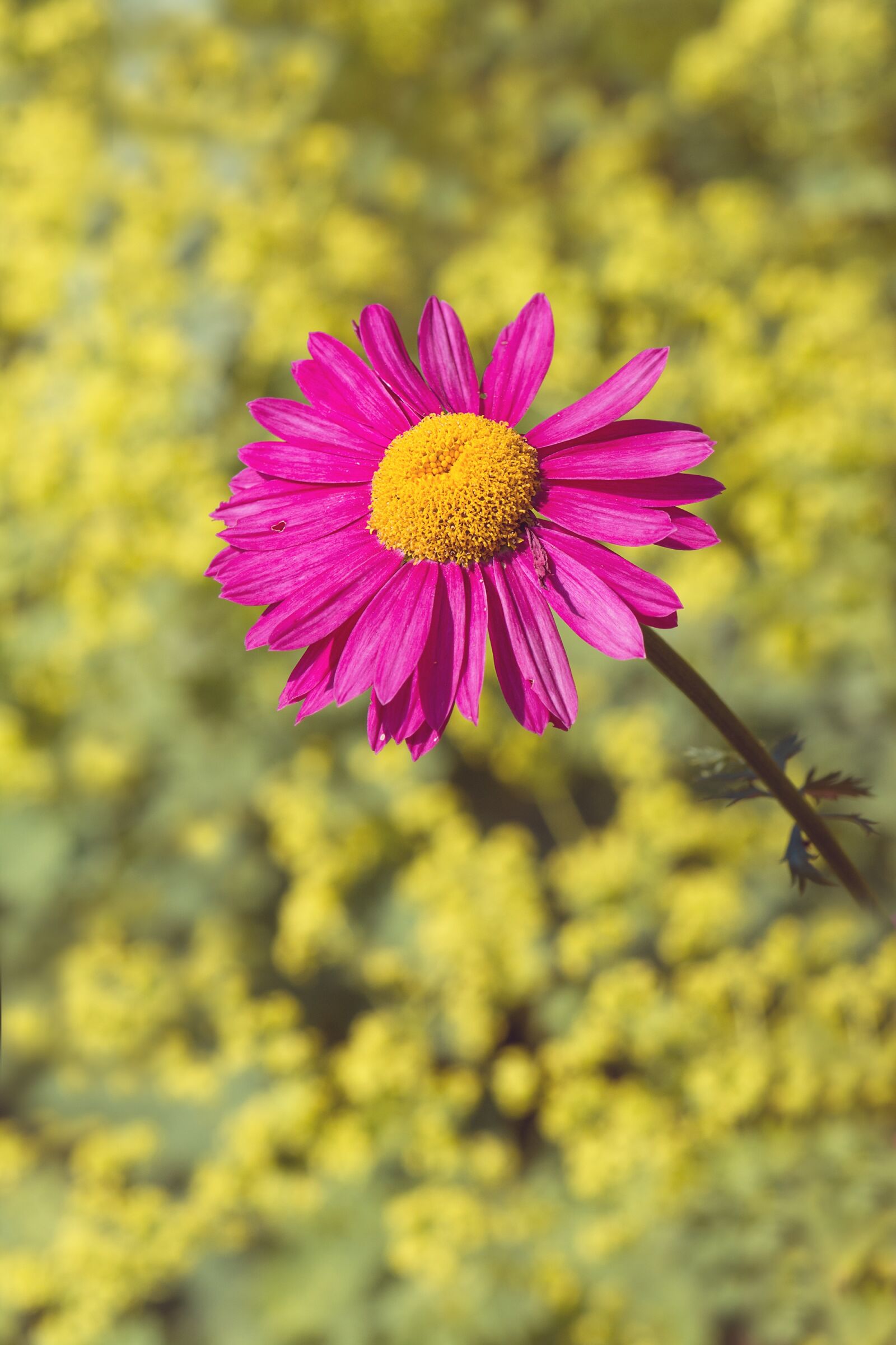 Nikon D7100 sample photo. Marguerite, flower, pink photography