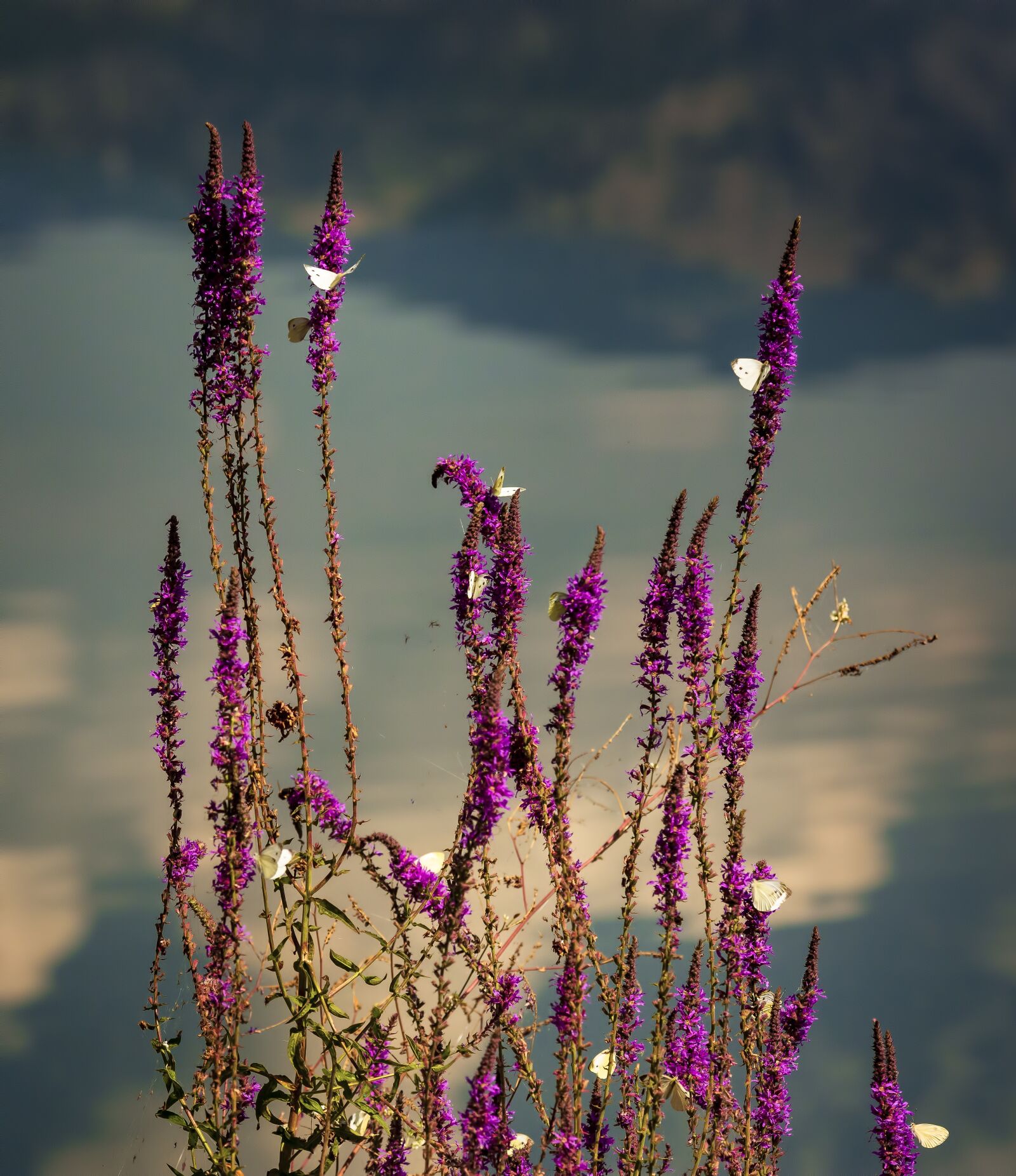 Nikon D7200 sample photo. Nature, lake, water photography