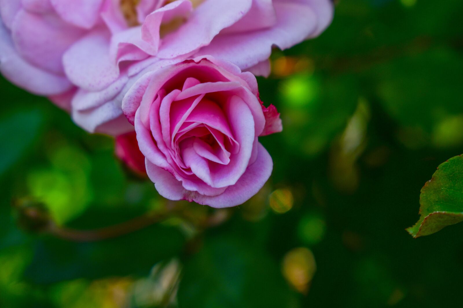 Nikon D3400 sample photo. Rosa, flower, roses photography
