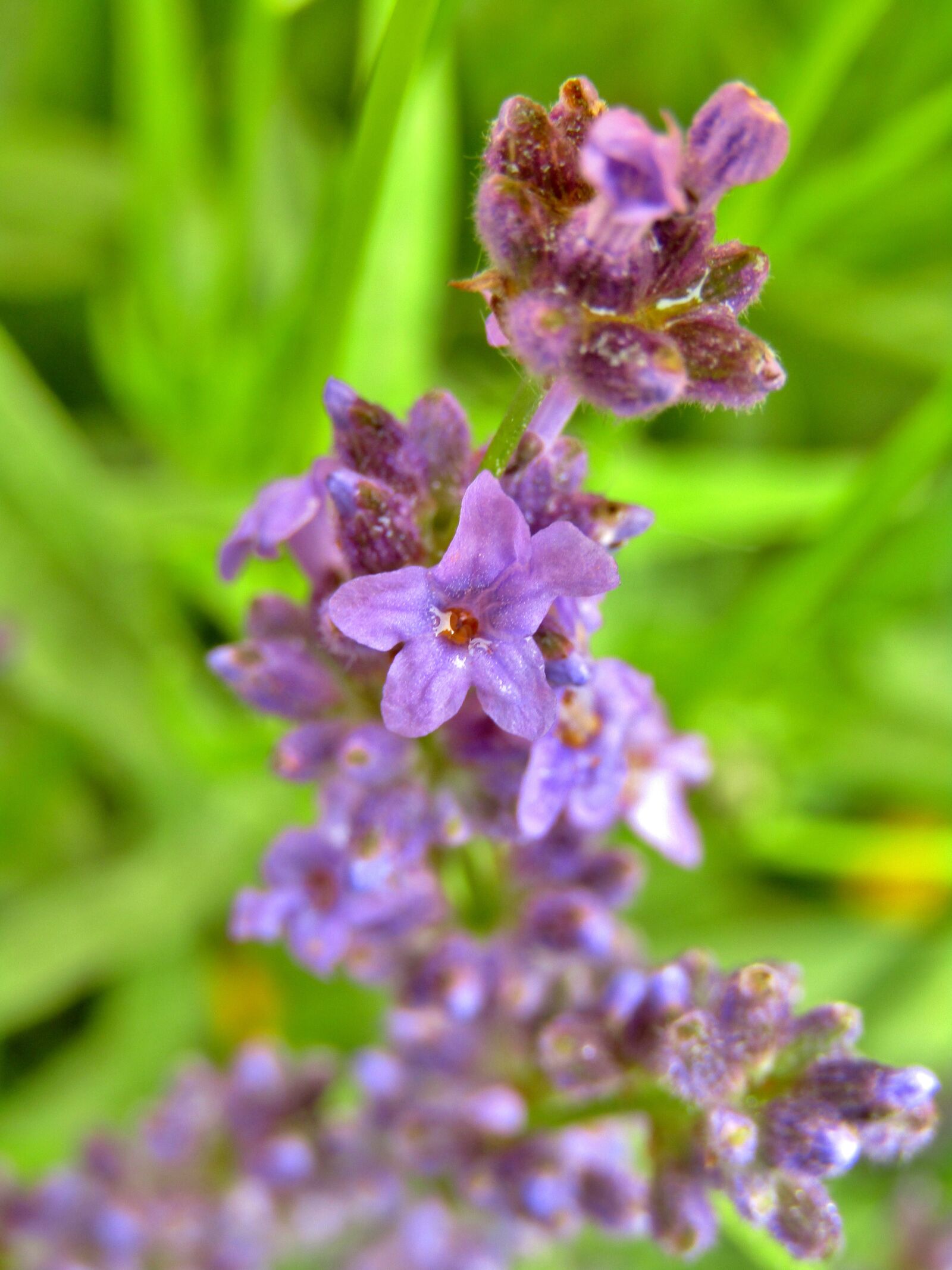 Canon POWERSHOT SX432 IS sample photo. Lavender, lavender bush, purple photography