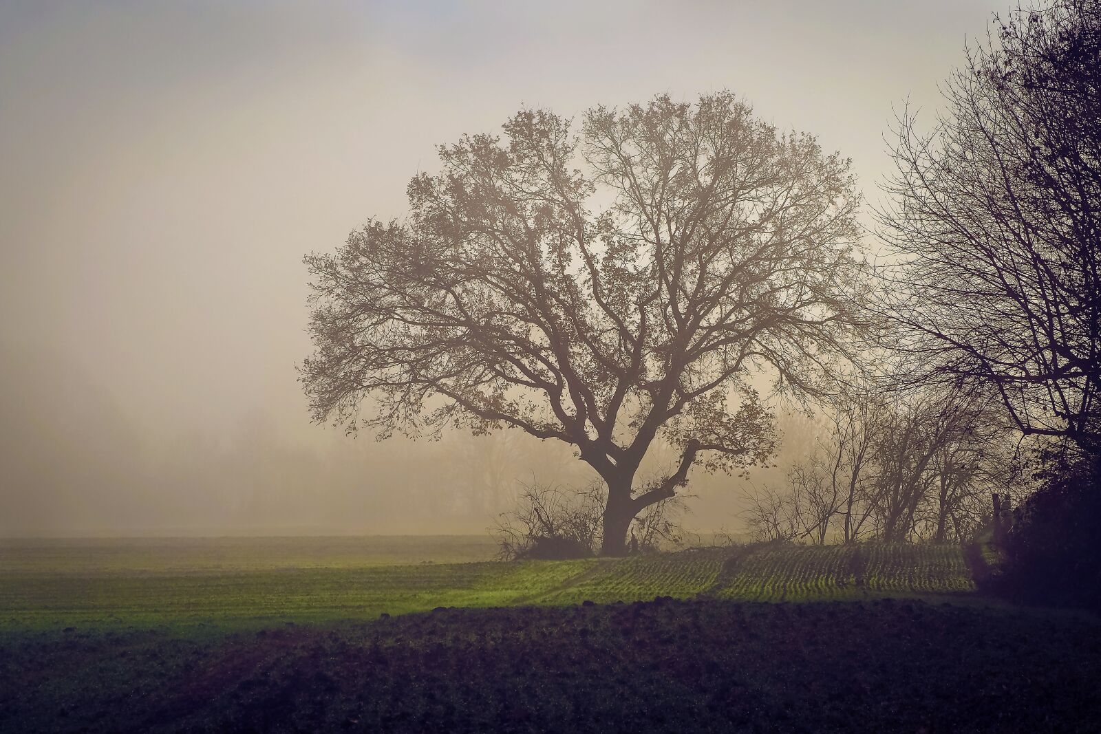 Olympus OM-D E-M10 sample photo. Landscape, fog, nature photography