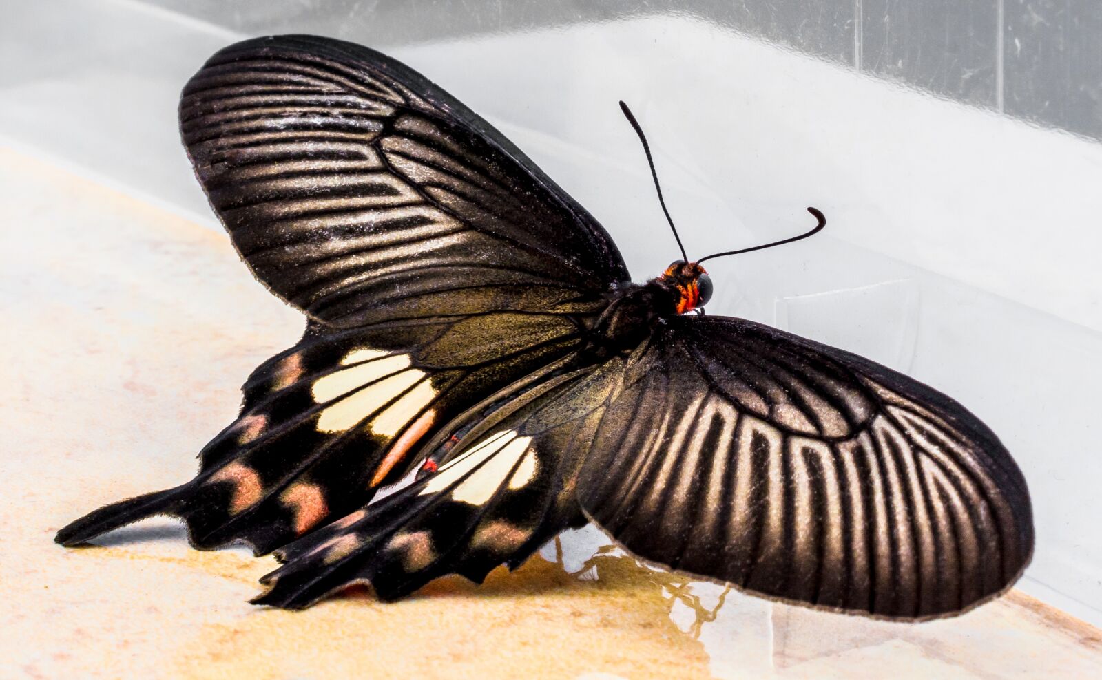 Nikon D5200 sample photo. Butterfly, insect photography