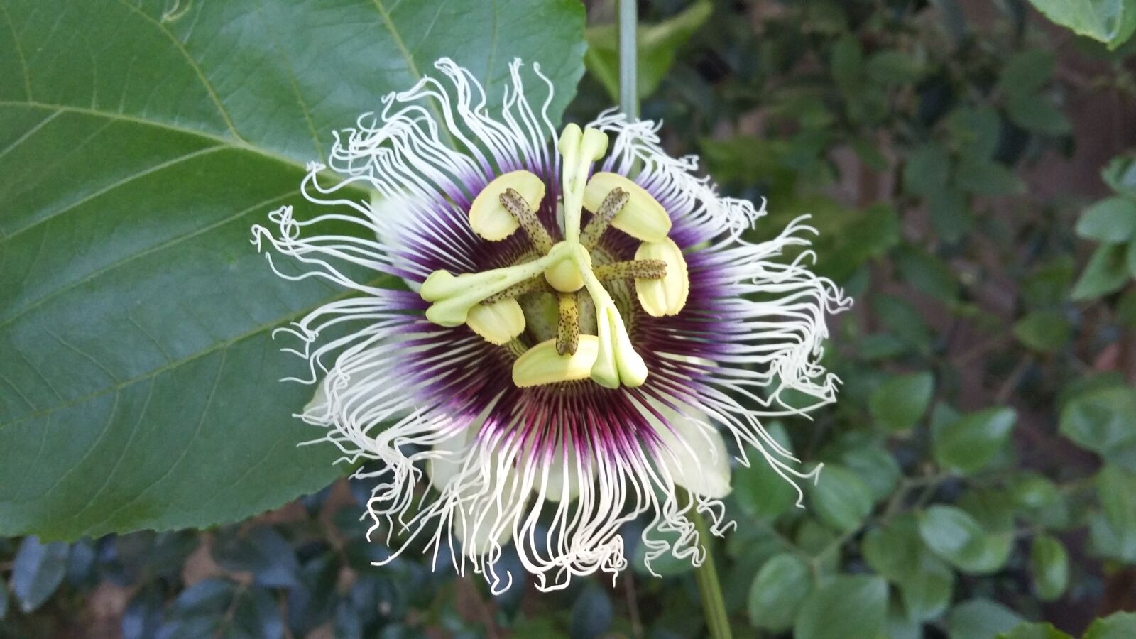 Samsung Galaxy A3 sample photo. Passion fruit, passiflora, passion photography