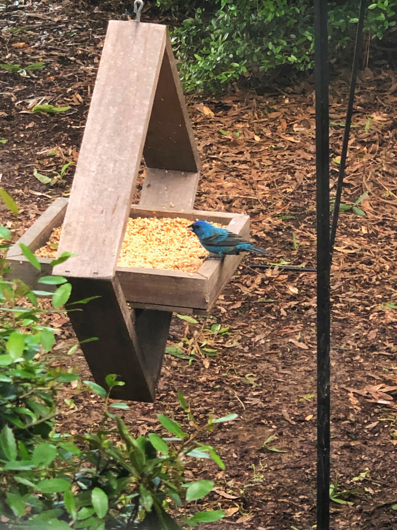 iPhone X back dual camera 6mm f/2.4 sample photo. Birds, indigo bunting, wildlife photography