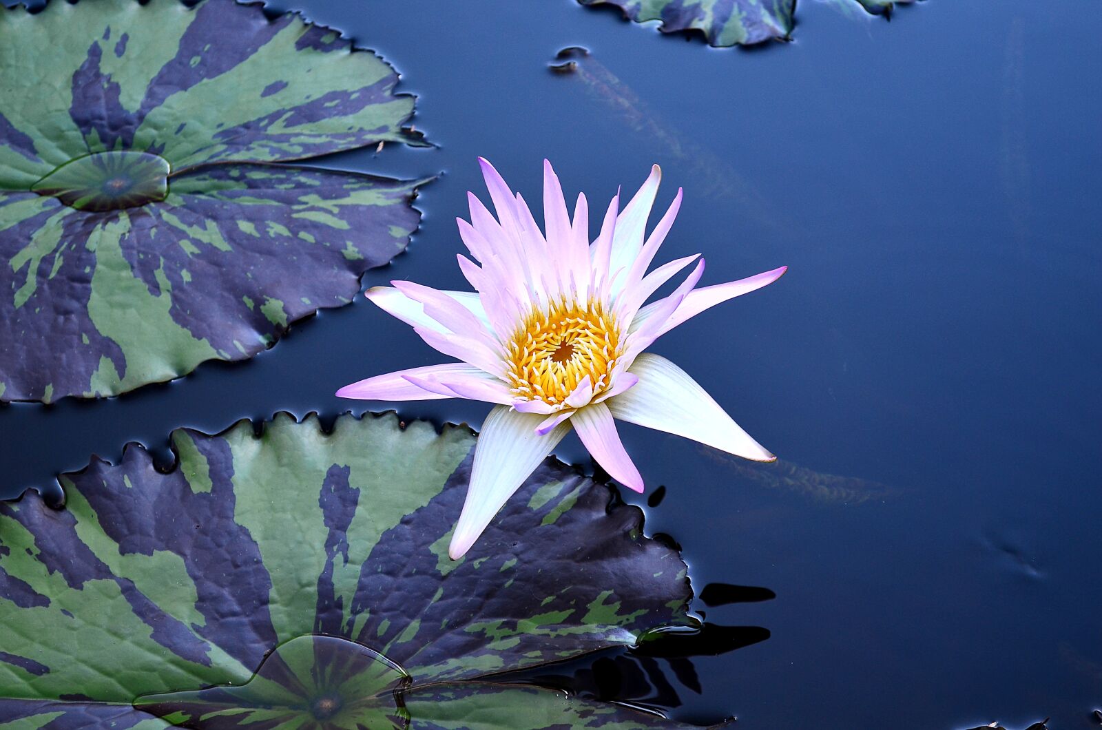 Nikon D5100 sample photo. Flower, plant, blossom photography