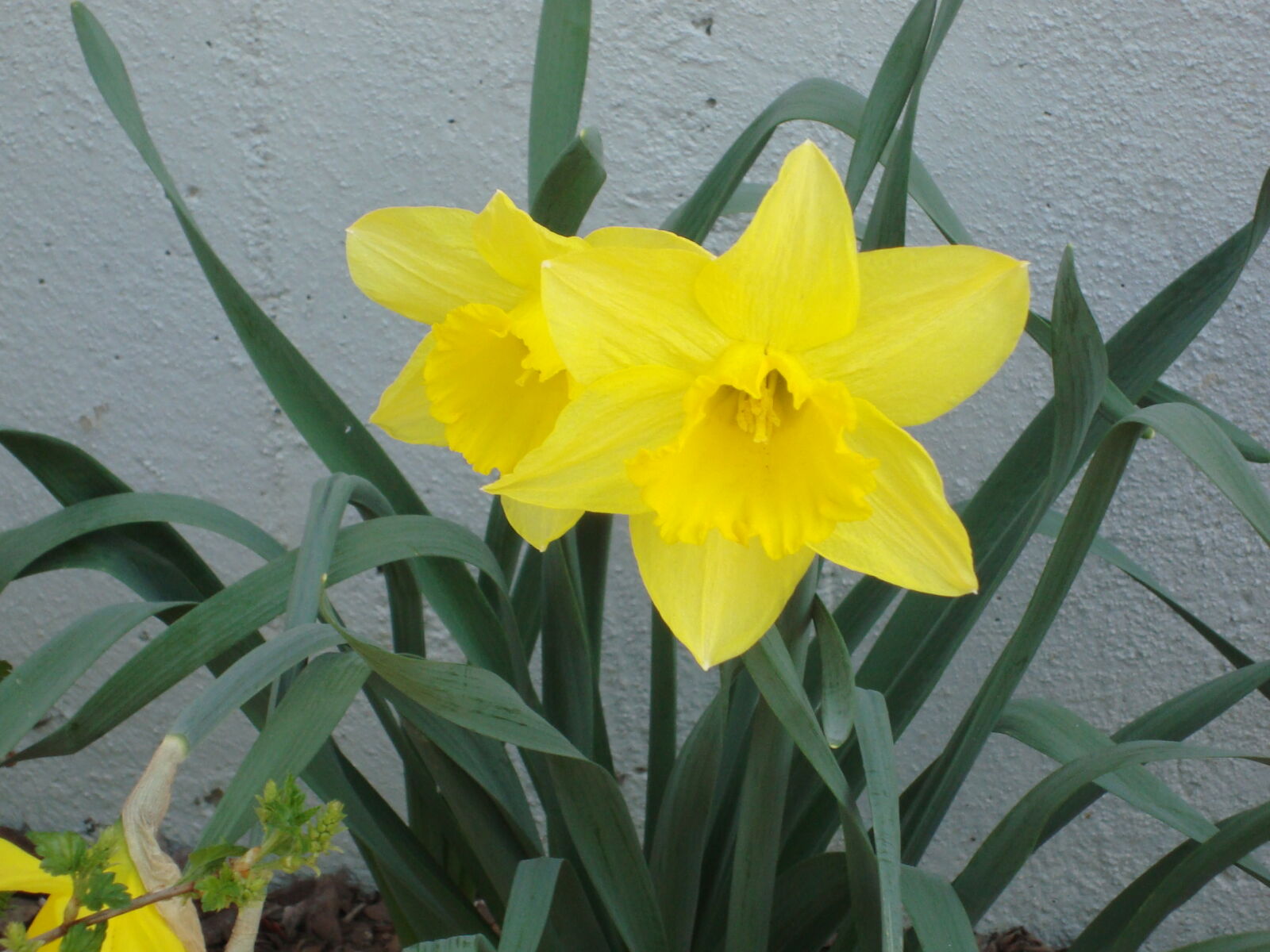 Sony Cyber-shot DSC-W110 sample photo. Daffodil, flower, lent, lily photography
