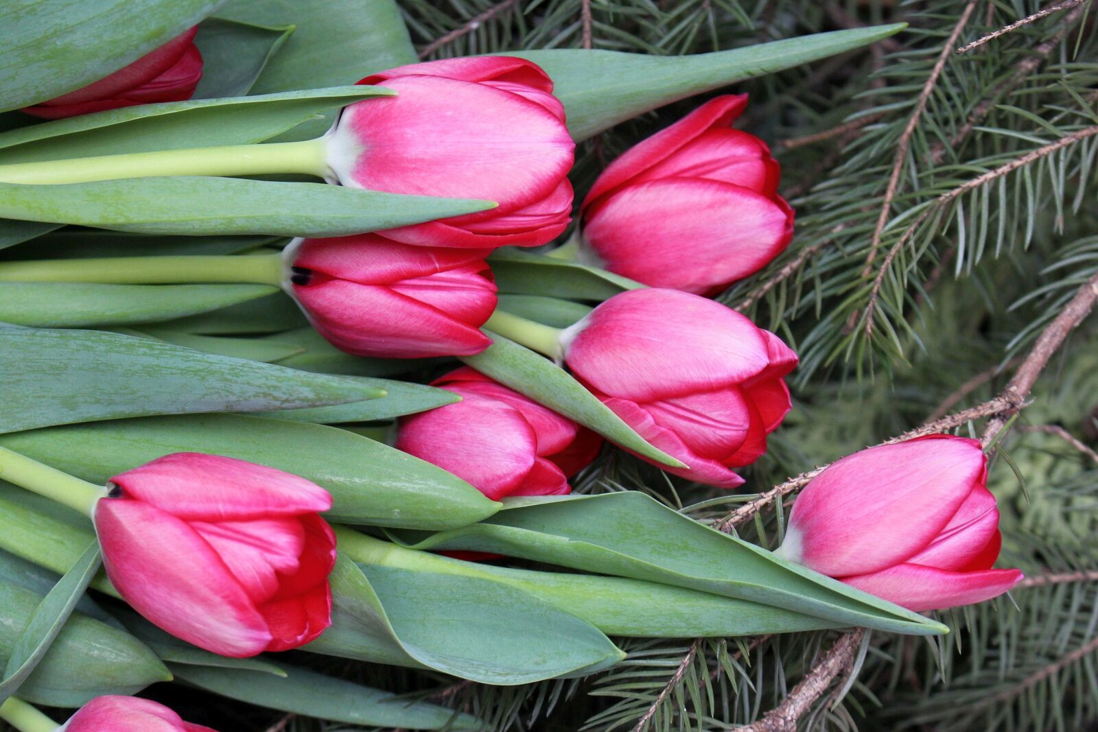 Canon EOS 700D (EOS Rebel T5i / EOS Kiss X7i) sample photo. Flowers, tulips, pink photography