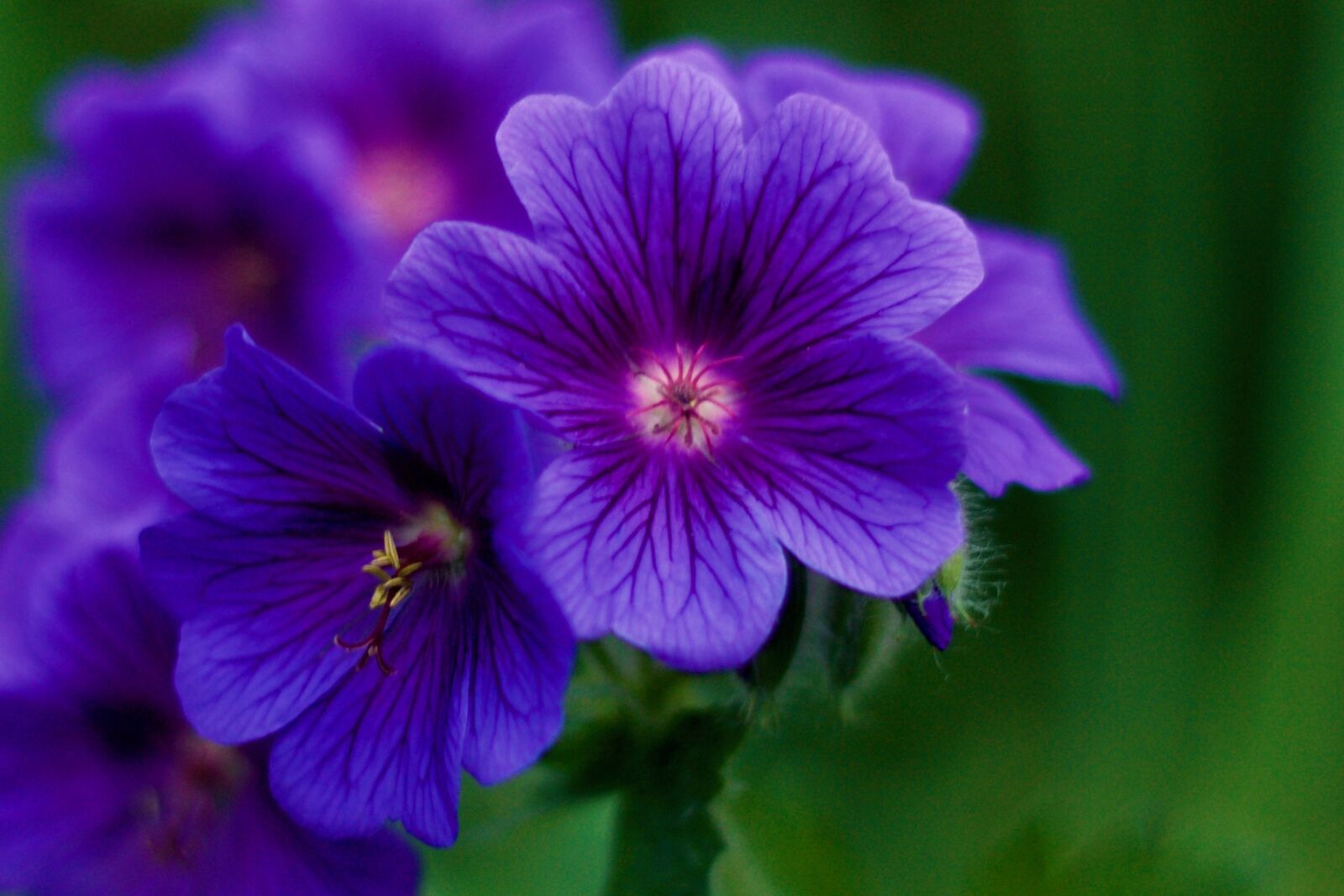 Canon EOS 1100D (EOS Rebel T3 / EOS Kiss X50) sample photo. Purple, flower, garden photography