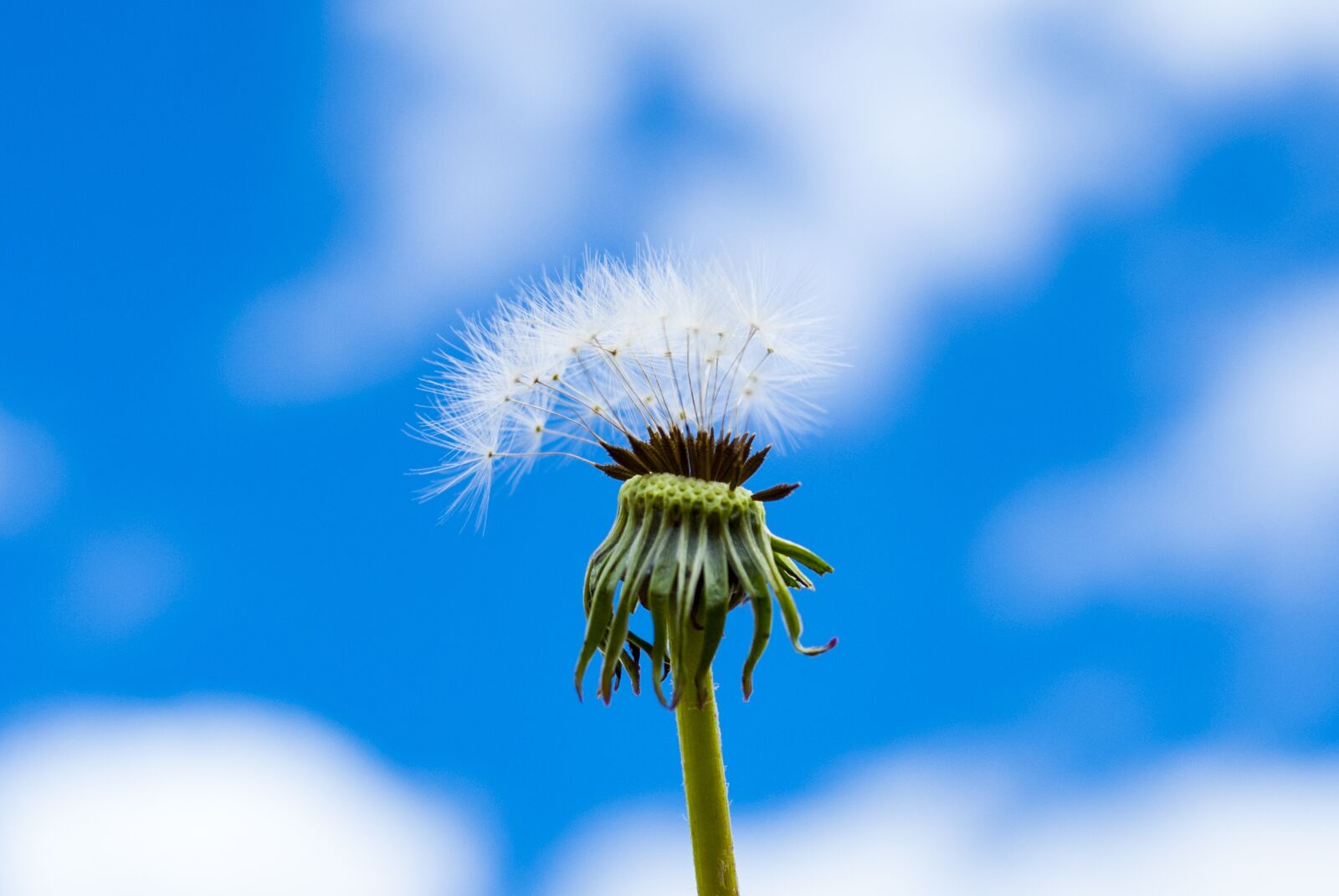 Nikon D60 sample photo. Dandelion, foreground, nature photography
