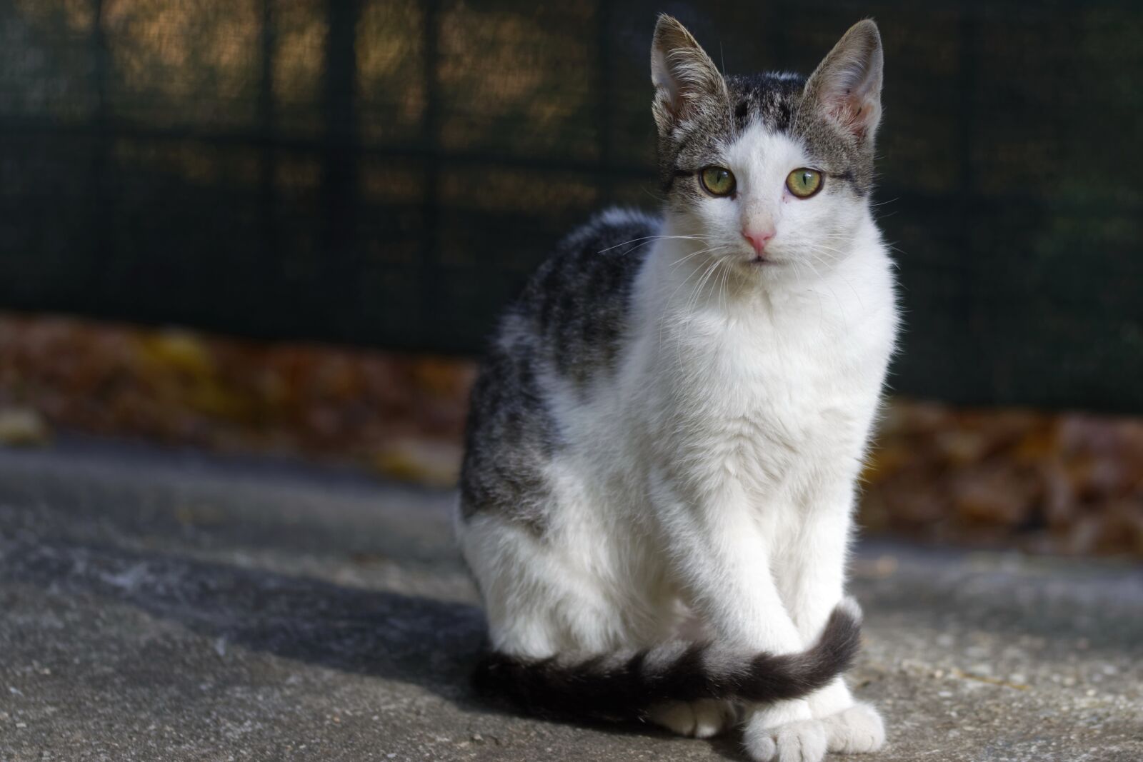 Nikon D5300 sample photo. Cat, pet, feline photography