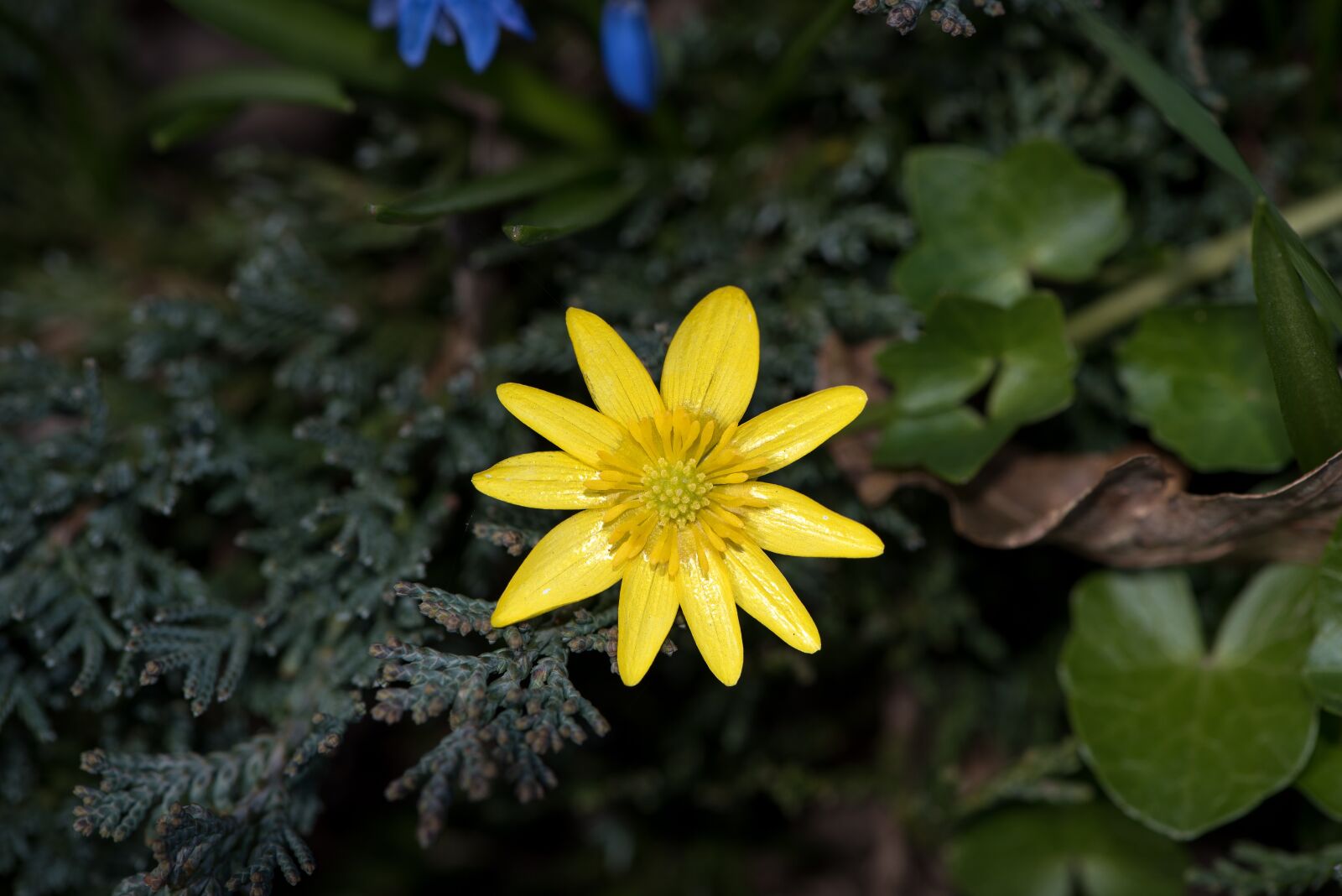 Nikon D750 sample photo. Celandine, feigwurz, early bloomer photography