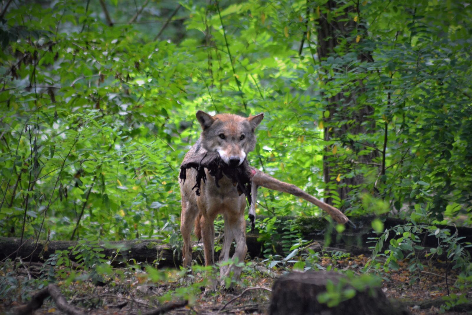 Nikon D5200 sample photo. Wolf, close up, forest photography