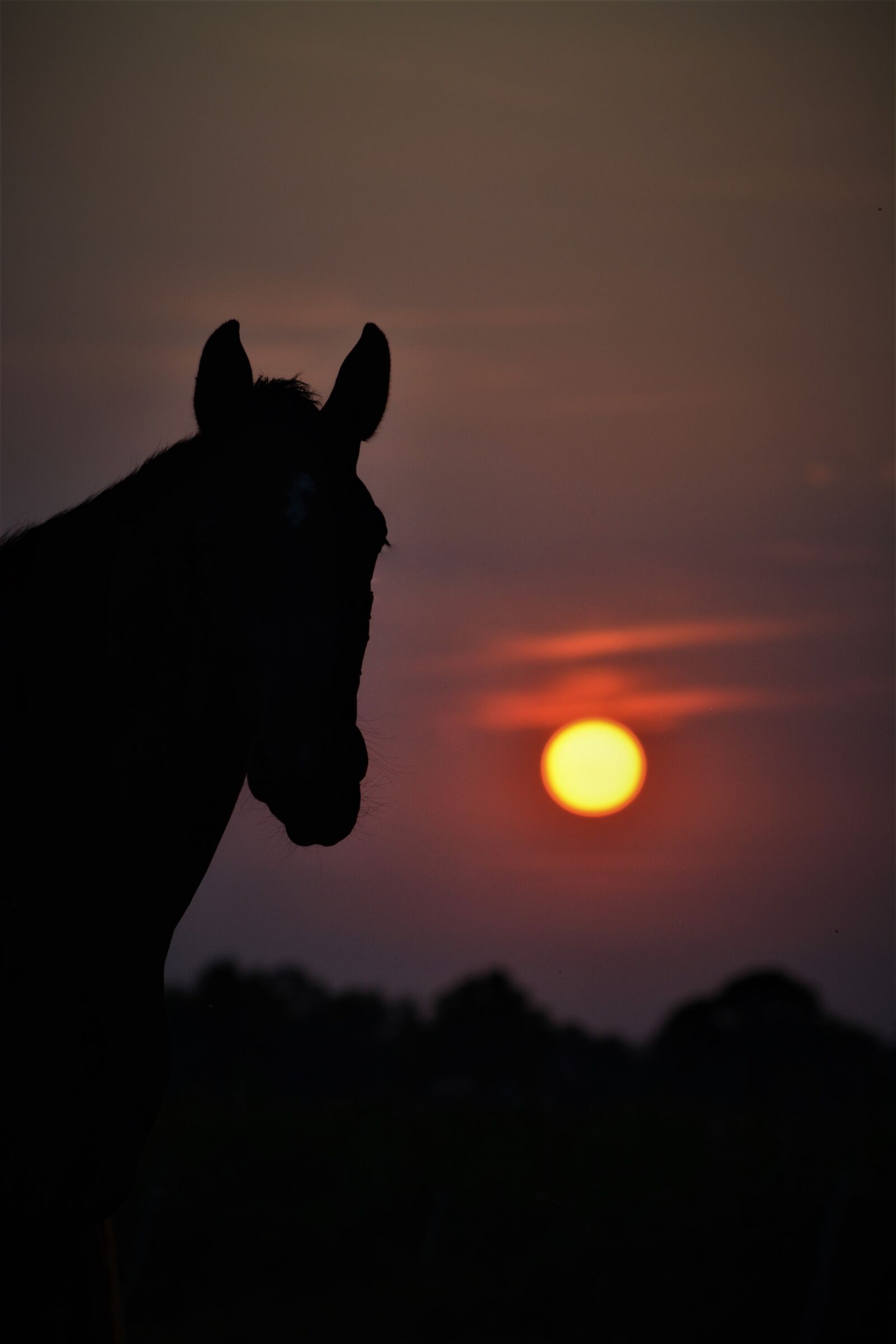 Nikon D5200 sample photo. Sunset, horse, nature photography