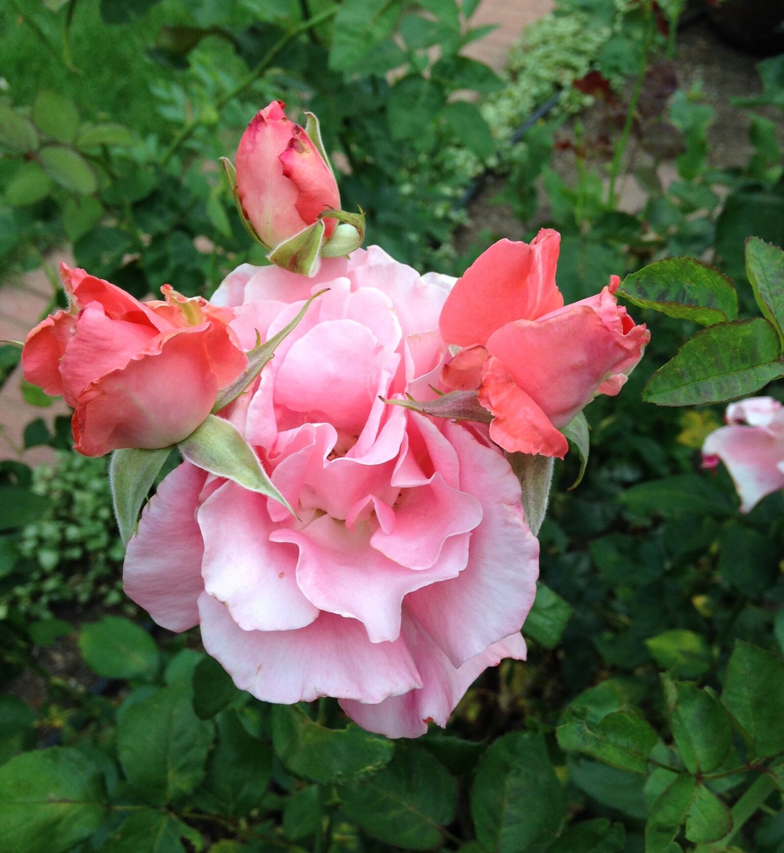 iPhone 5c back camera 4.12mm f/2.4 sample photo. Roses, garden, blooming photography