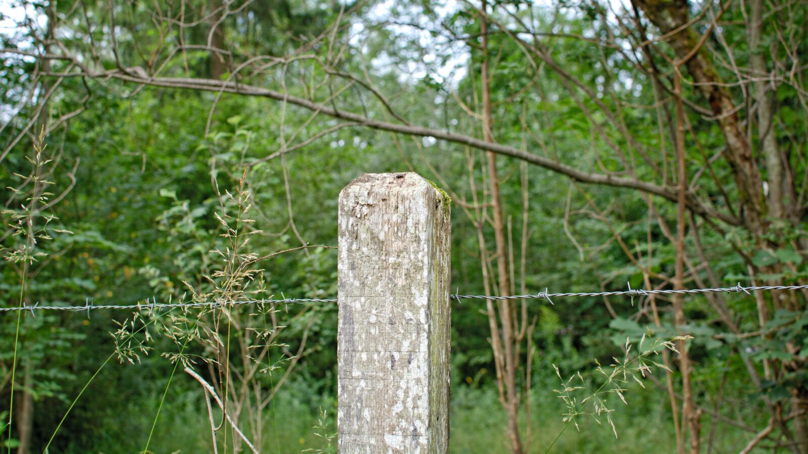 Nikon D7100 sample photo. Wooden posts, post, barbed photography