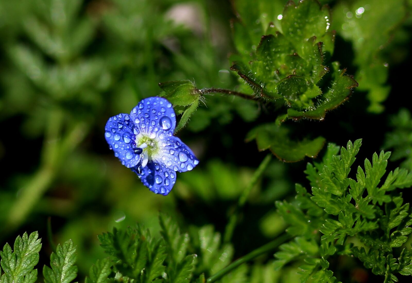 Canon EOS 700D (EOS Rebel T5i / EOS Kiss X7i) sample photo. Flower, blue, little photography