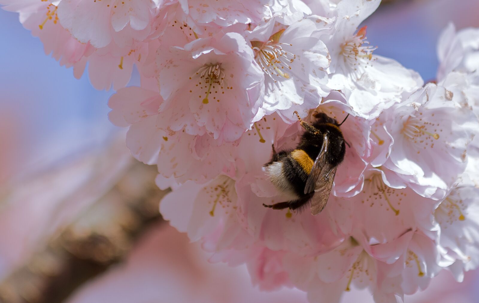 Canon EF 70-300mm F4-5.6 IS USM sample photo. Grannenkirsche, ornamental cherry, japanese photography