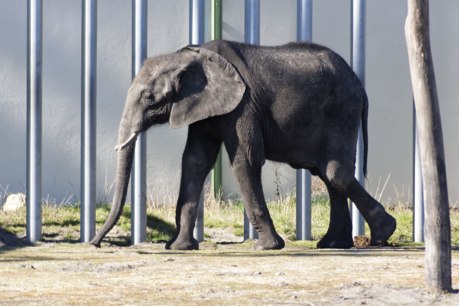 Nikon D3300 sample photo. Zoo, elephant, animal photography