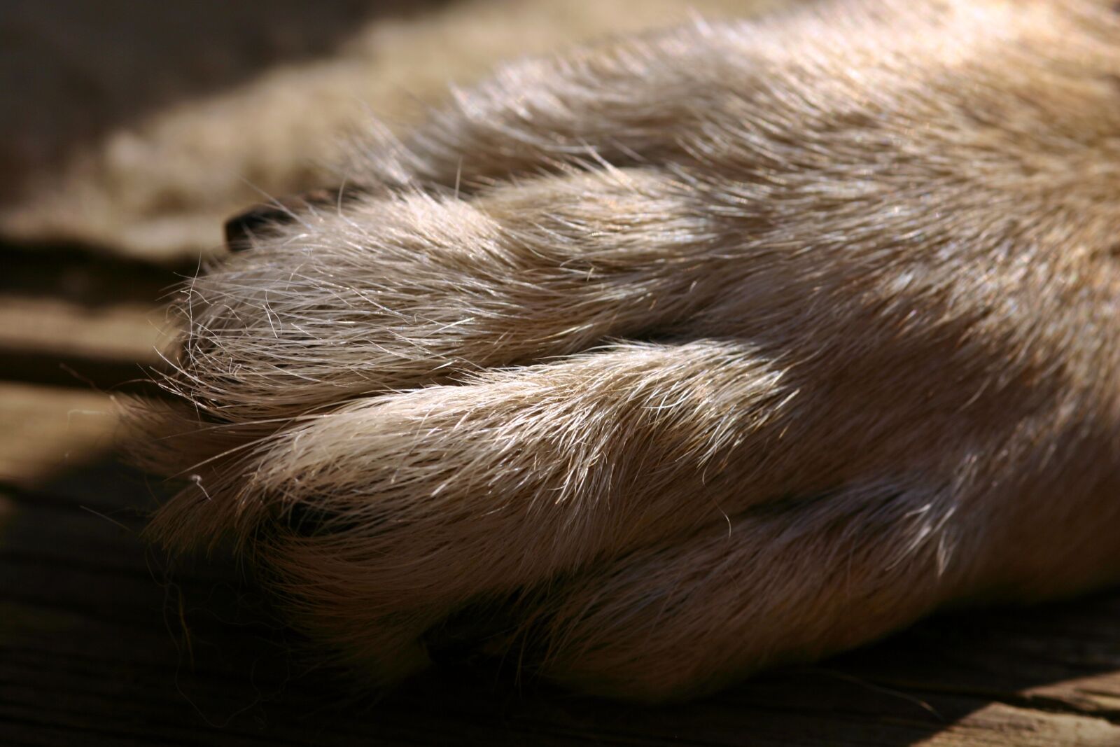 Canon EOS 300D (EOS Digital Rebel / EOS Kiss Digital) sample photo. Dog paw, paw, fur photography