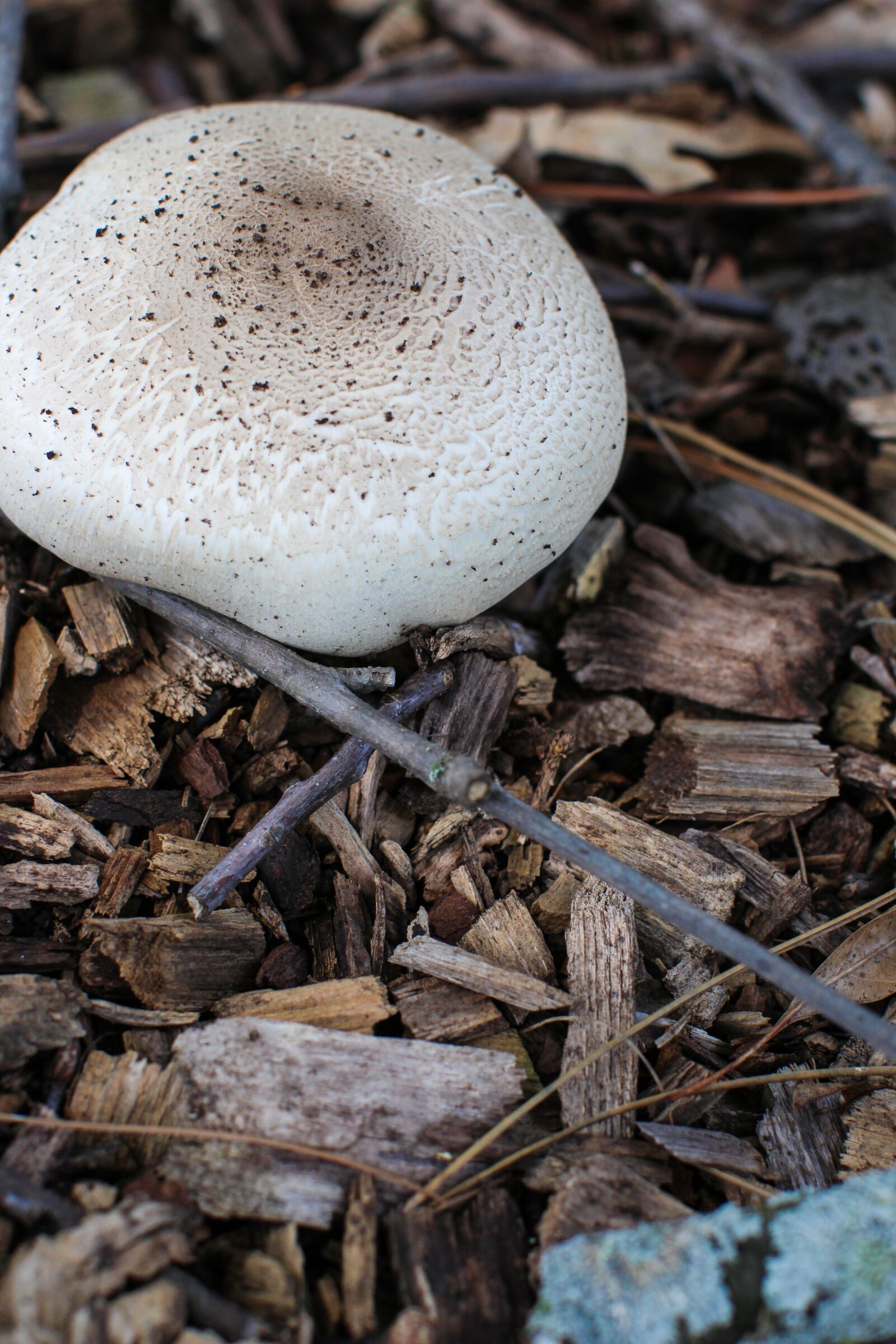 Canon EOS 100D (EOS Rebel SL1 / EOS Kiss X7) + Canon EF 50mm F1.2L USM sample photo. Mushroom, wood, forest photography