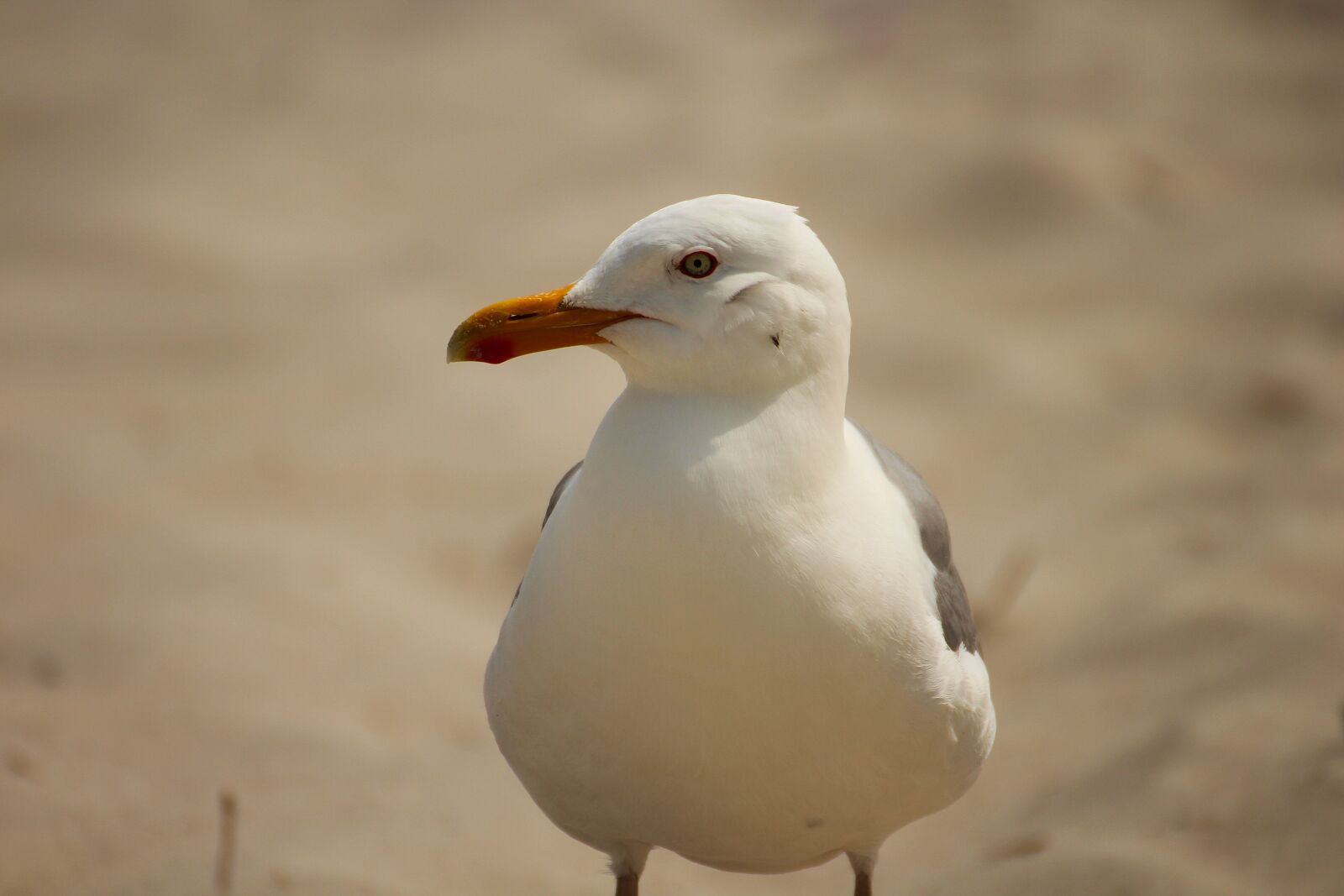 Canon EOS M sample photo. Seagull, bird, wing photography