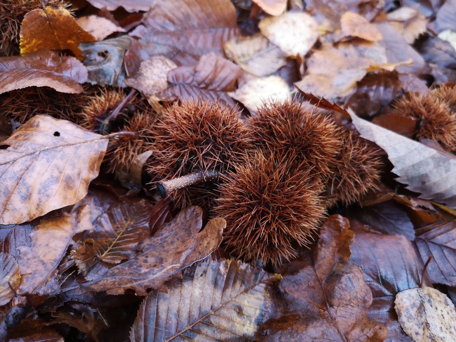HUAWEI CLT-L29 sample photo. Chestnut, forest, autumn photography