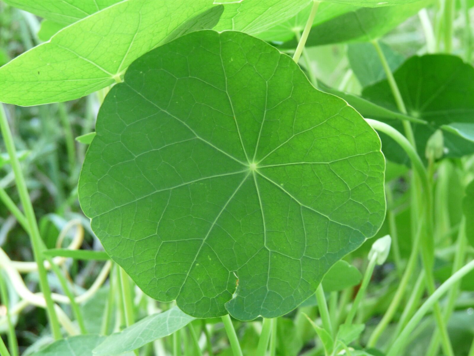 Panasonic DMC-FZ18 sample photo. Leaf, nasturtium, tropaeolum majus photography