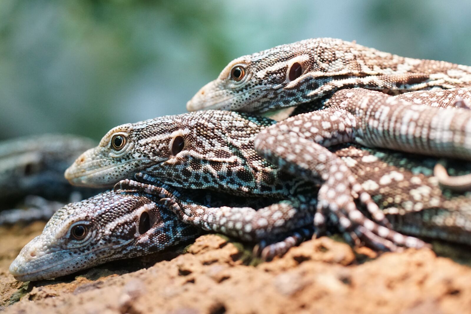 Sony ILCA-77M2 sample photo. Tree monitor, tropical, exotic photography
