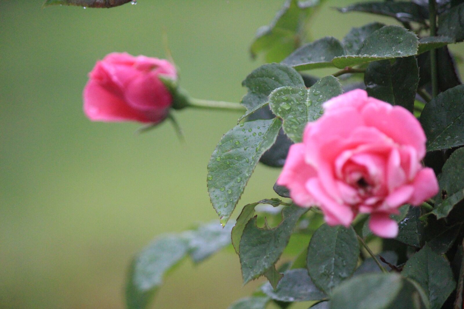 Canon EOS 100D (EOS Rebel SL1 / EOS Kiss X7) + Canon EF-S 55-250mm F4-5.6 IS II sample photo. Rose, pink, flower photography