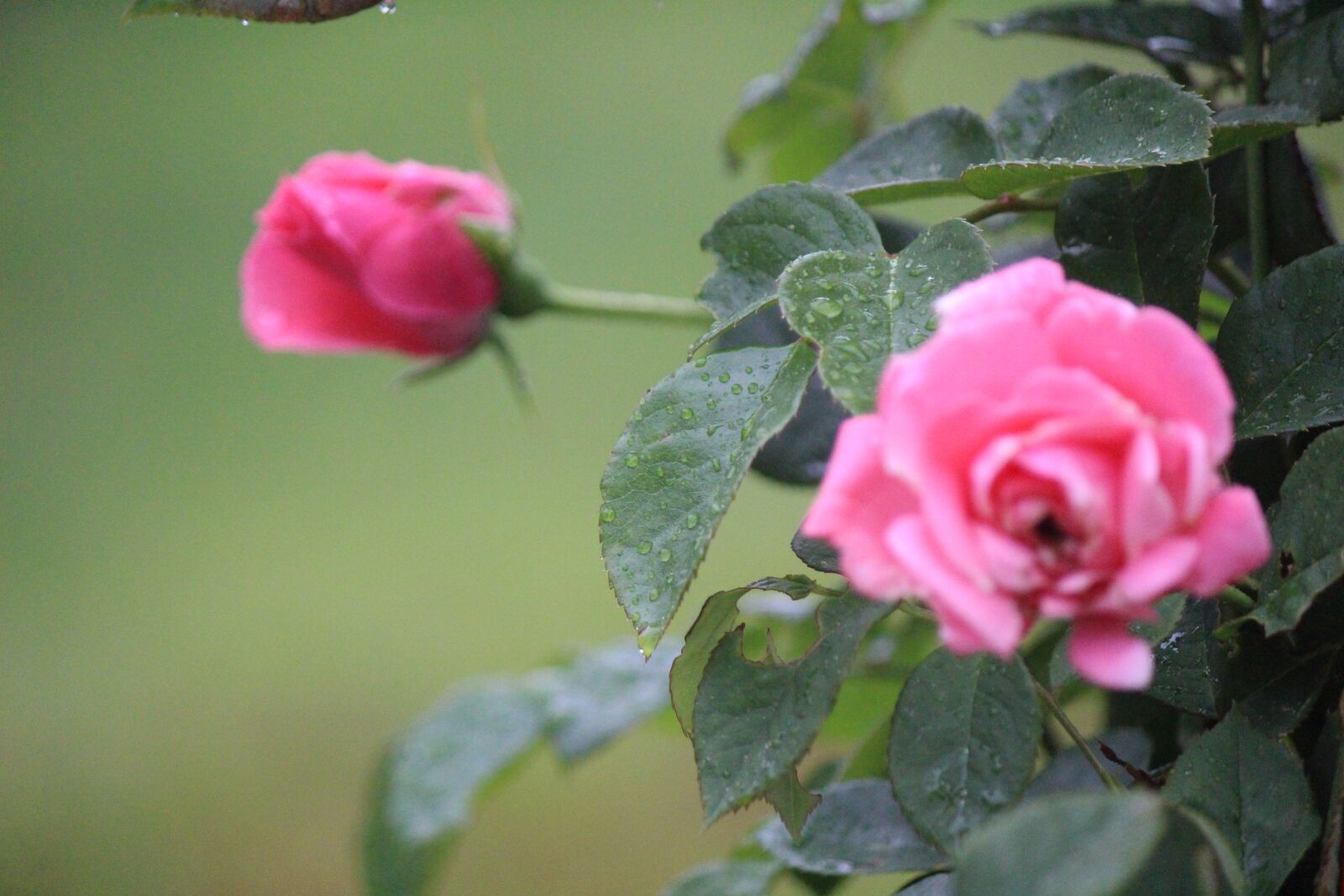 Canon EOS 100D (EOS Rebel SL1 / EOS Kiss X7) sample photo. Rose, pink, flower photography