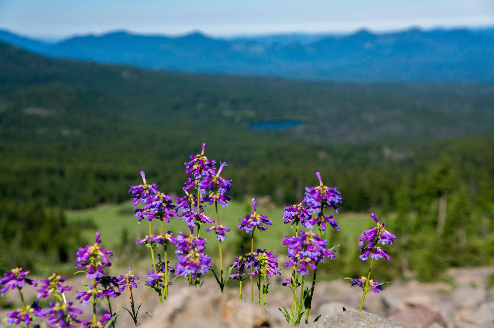 Sony Alpha NEX-6 sample photo. Wildflowers, purple, nature photography