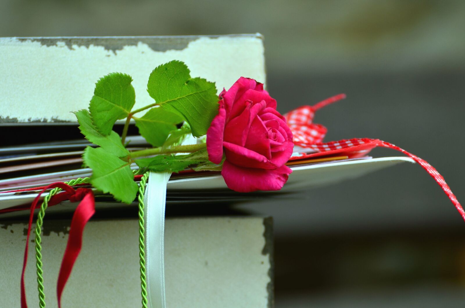 Nikon D5100 sample photo. Rose, love, plant, rope photography