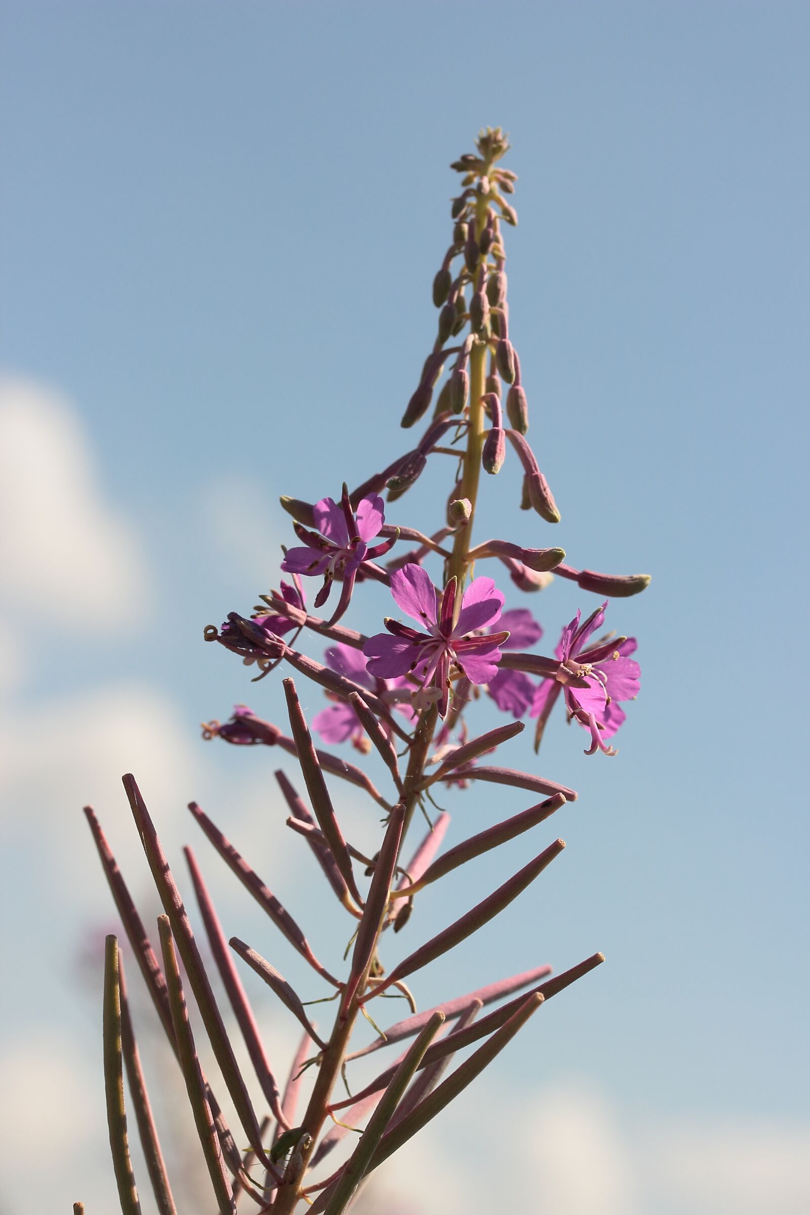 Canon EF-S 60mm F2.8 Macro USM sample photo. Weider schen, plant, wild photography