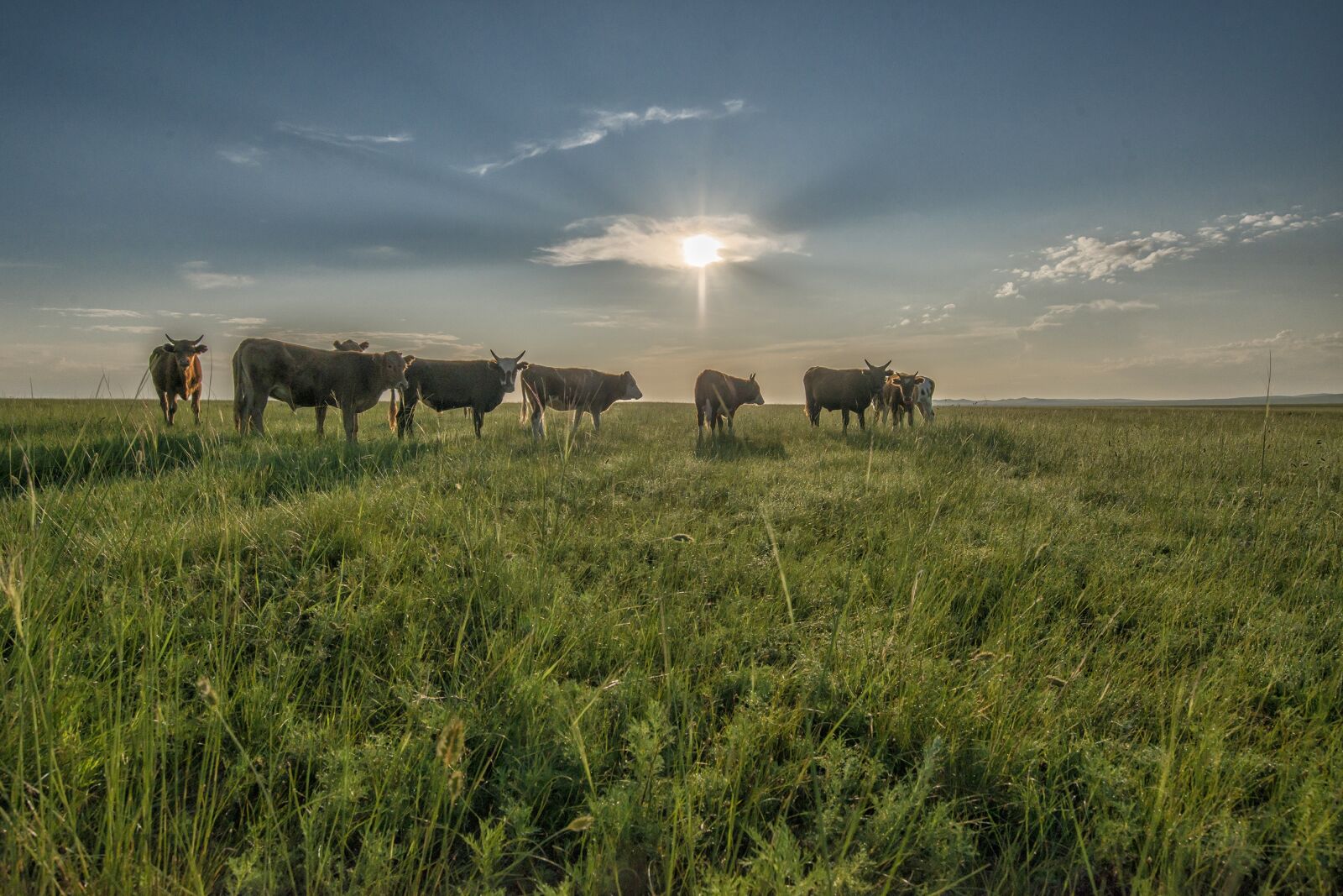 Nikon D800E sample photo. Landscape, mongolia, dornodo photography