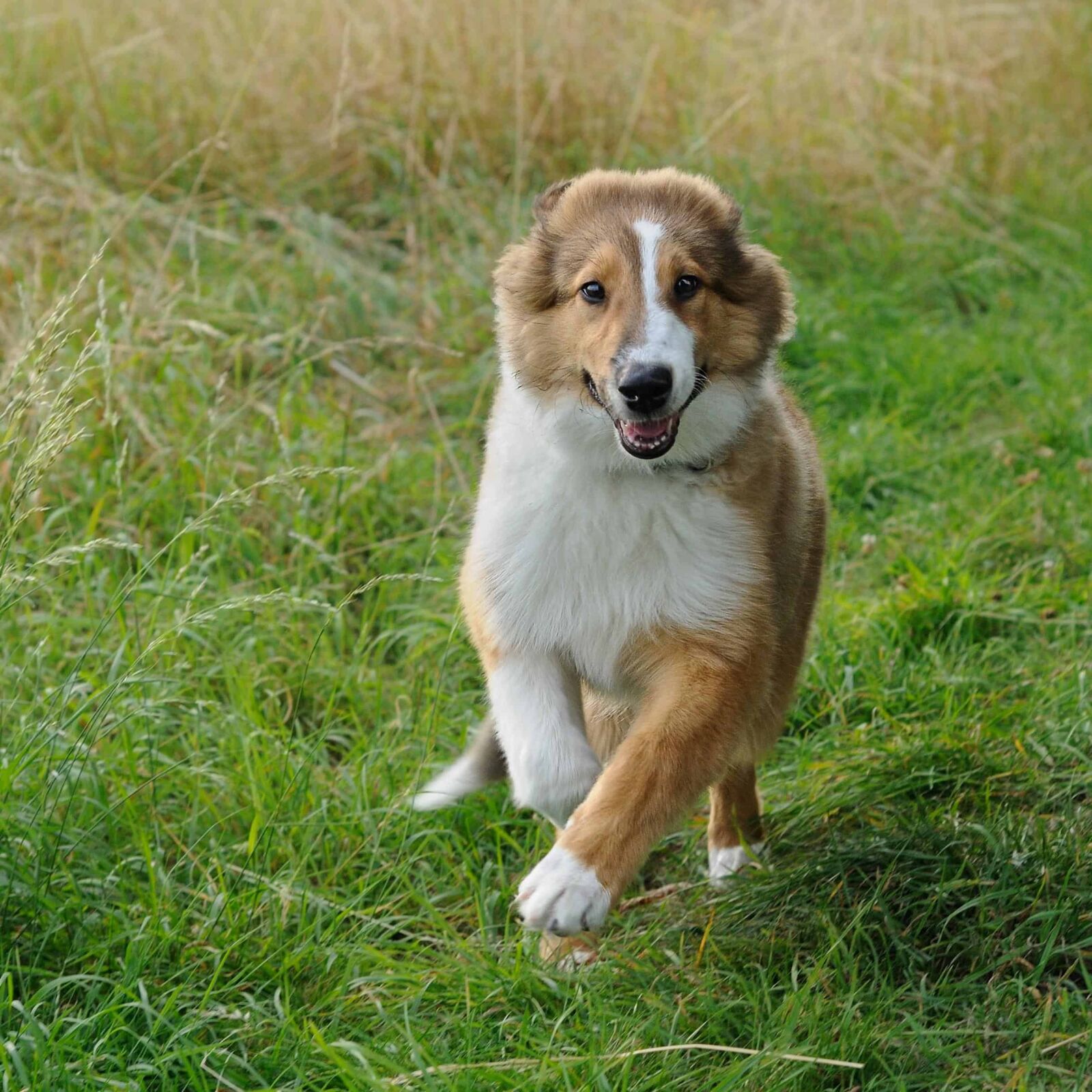 Nikon D300 sample photo. Dog, animal, cute, puppy photography