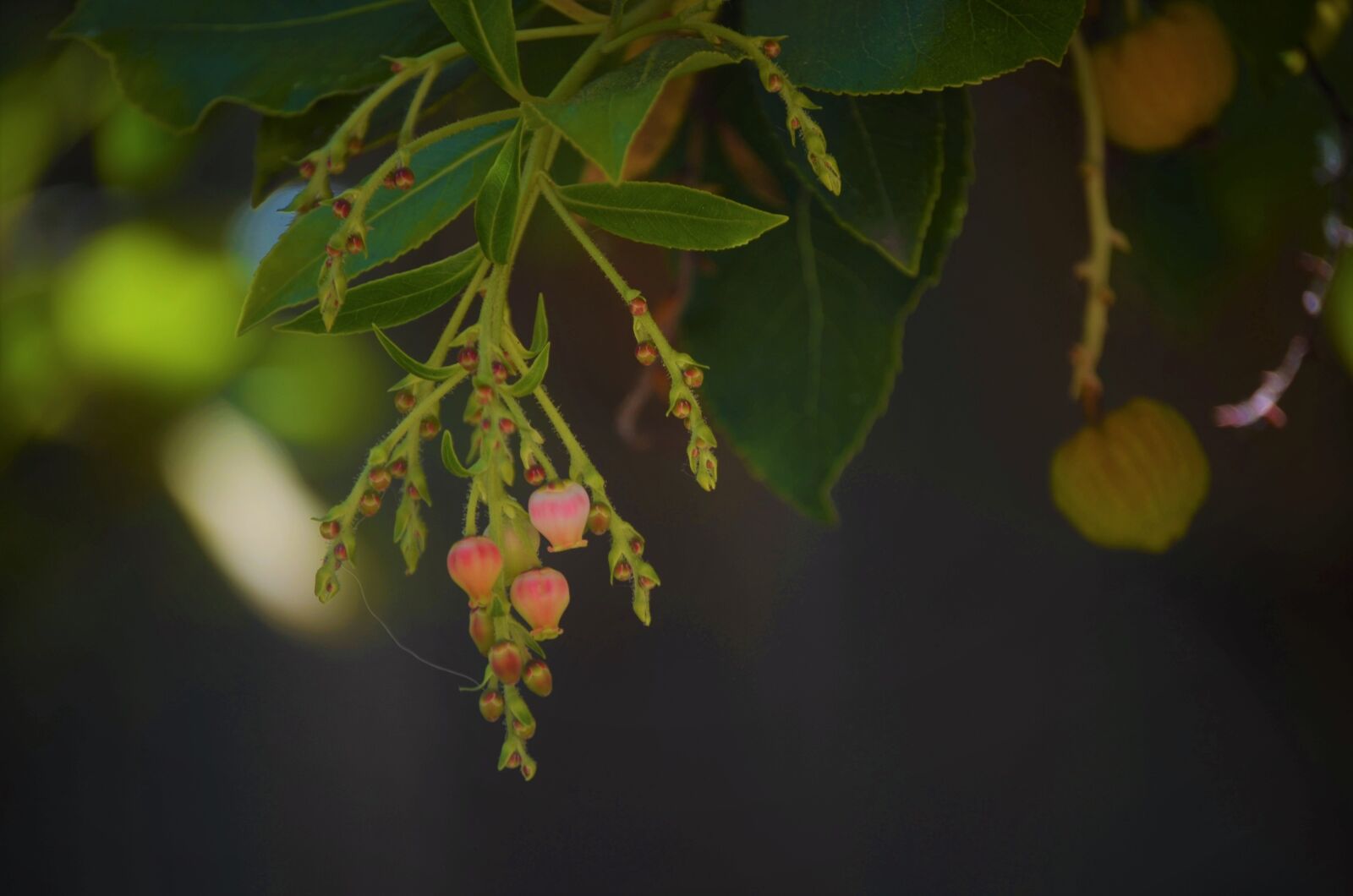 Nikon D7000 sample photo. Plant, leaves, pink photography