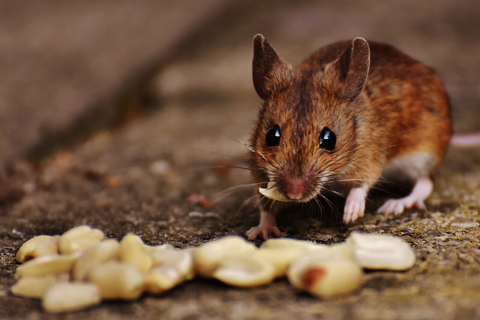 Nikon D7200 sample photo. Mouse, rodent, cute photography
