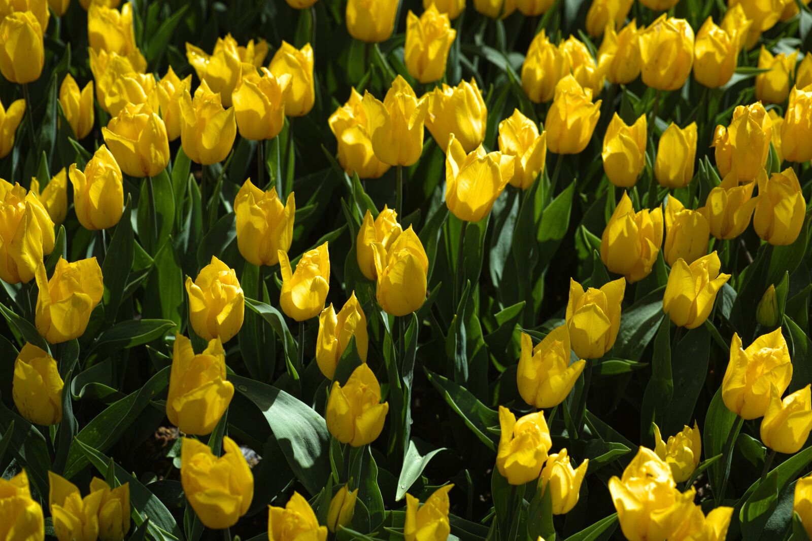 Sigma DP3 Merrill sample photo. Tulips, yellow, nature photography