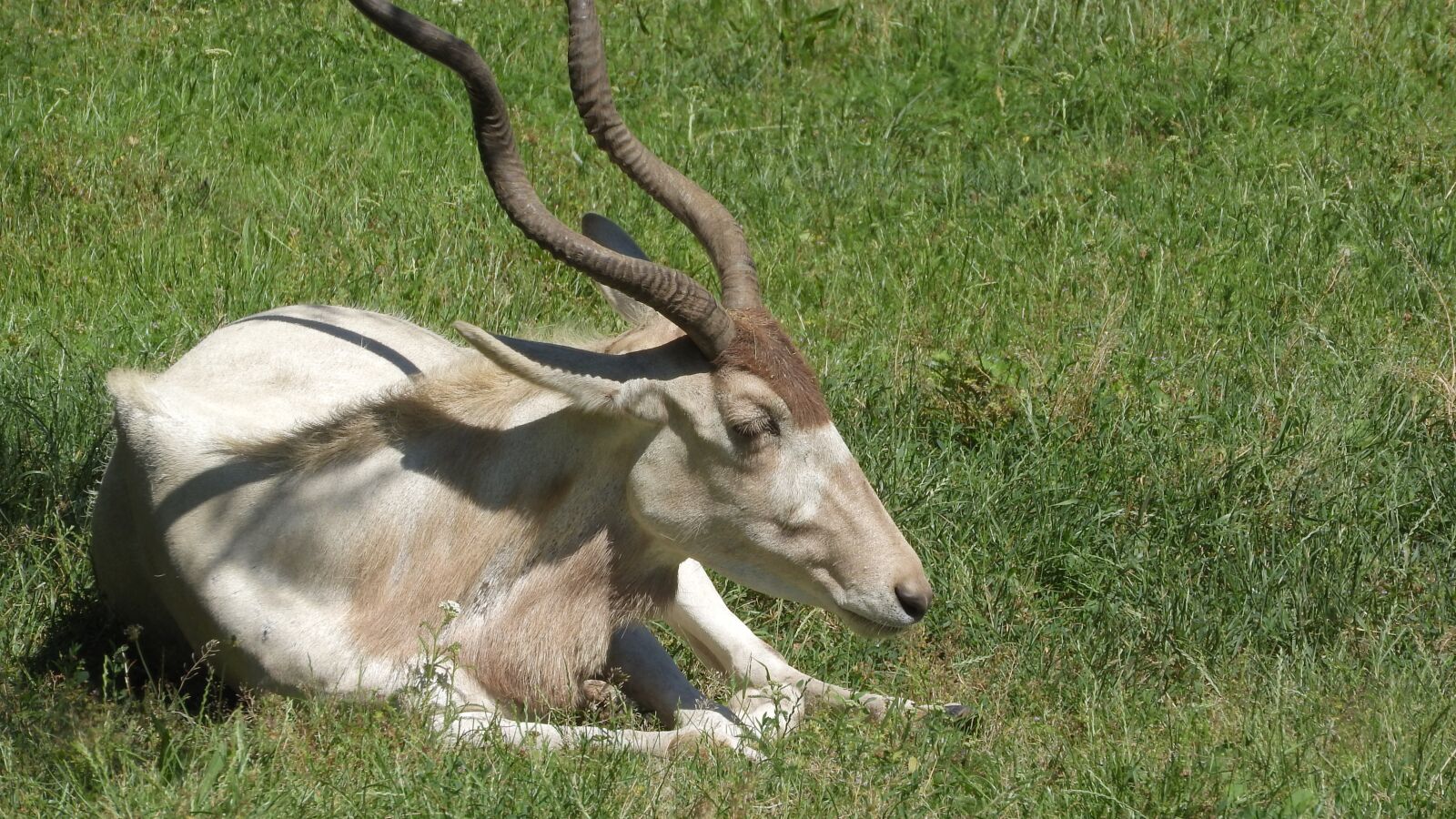 Nikon Coolpix P610 sample photo. Addax, addax nasomaculatus, the photography