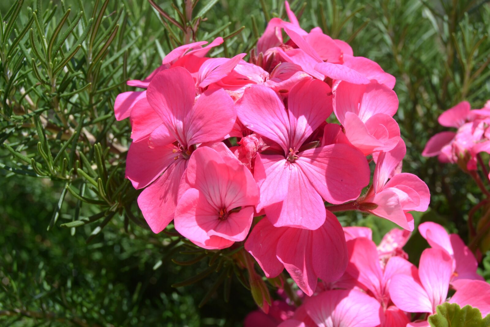 Nikon D3100 sample photo. Flower, nature, garden photography